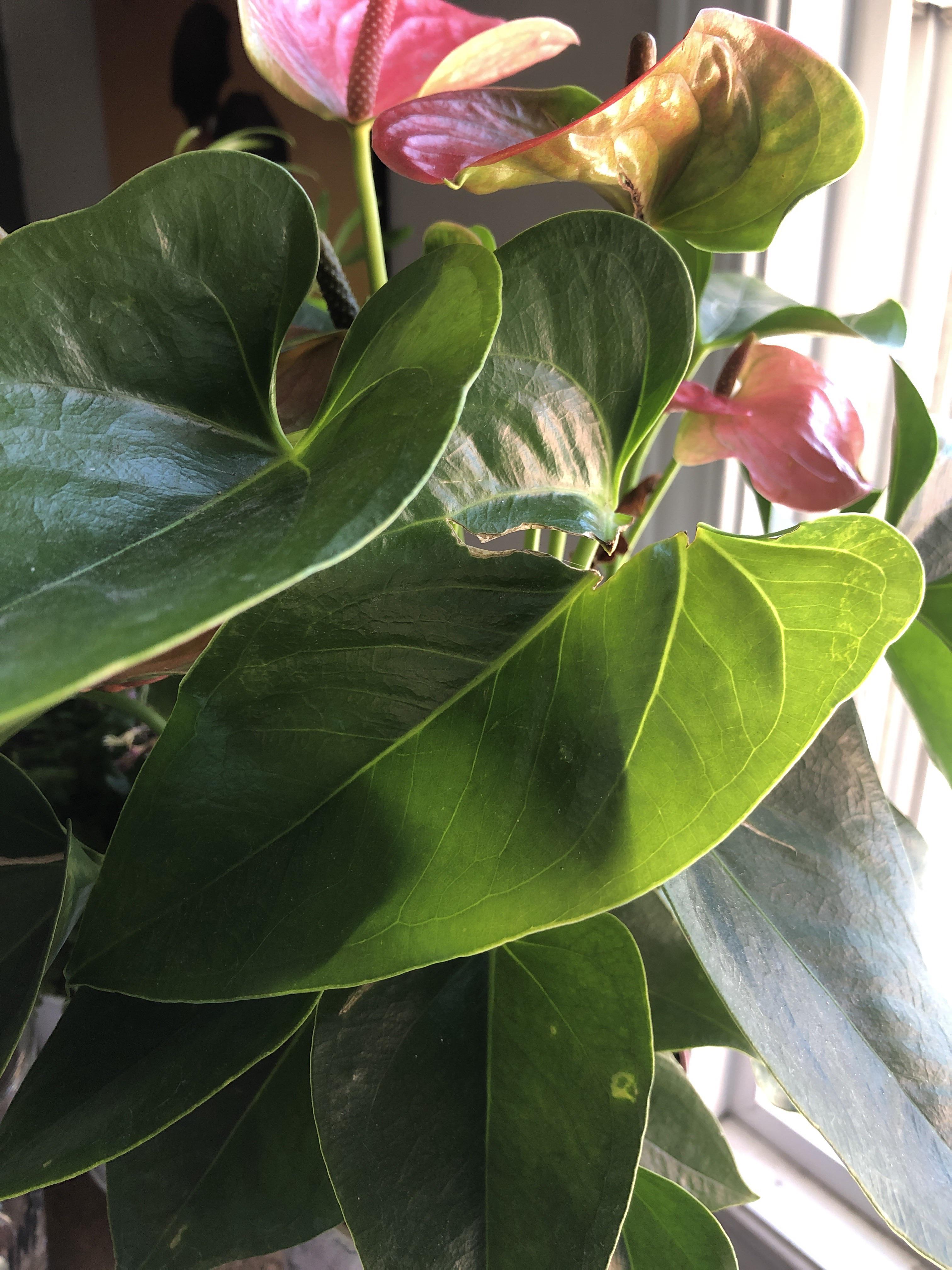 Any way to fix a ripped/broken anthurium leaf? r/plants
