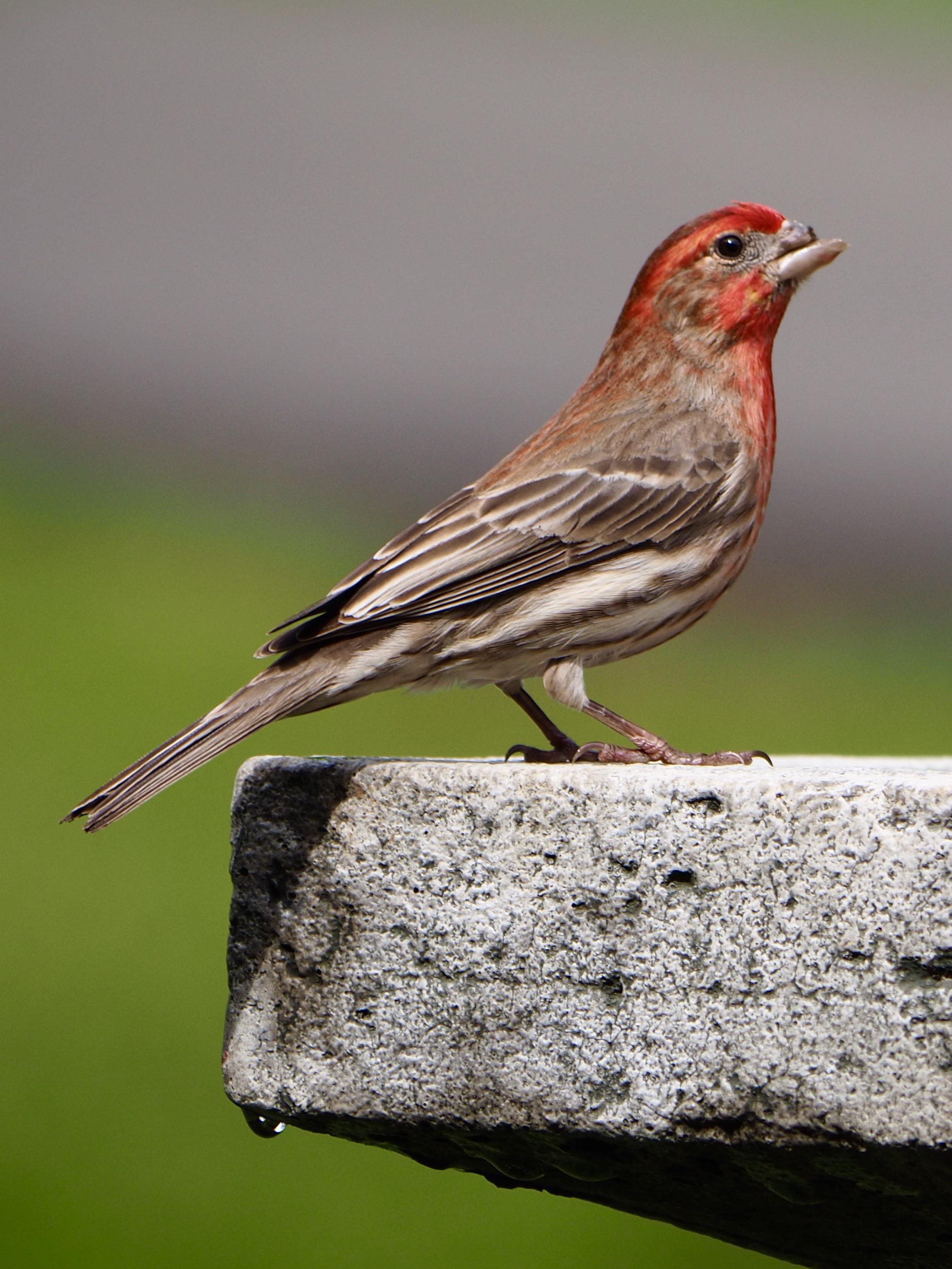 House finch missing an upper beak, Tennessee. r/birding