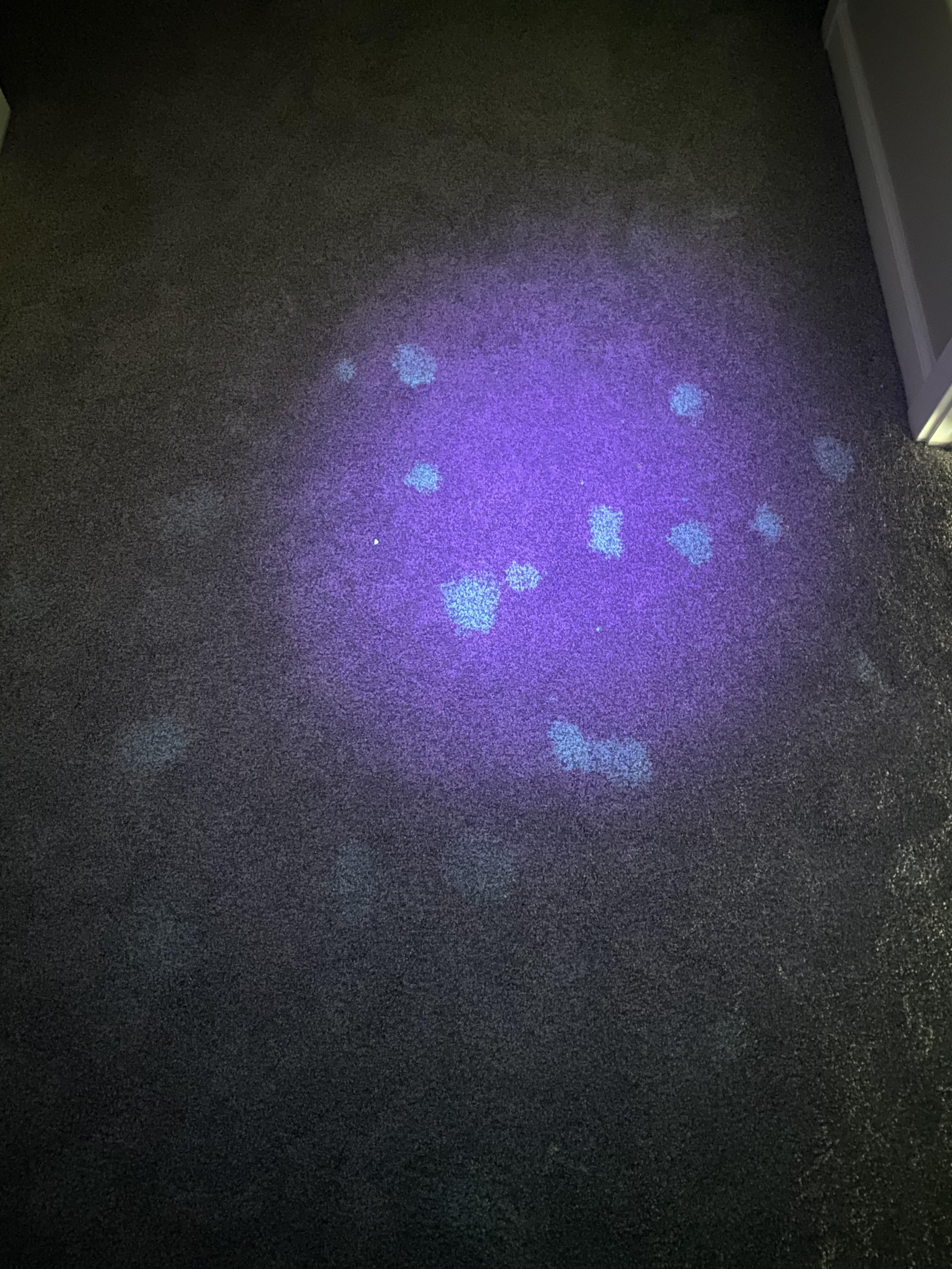 How do I clean pet stains so they do not appear under a blacklight? r