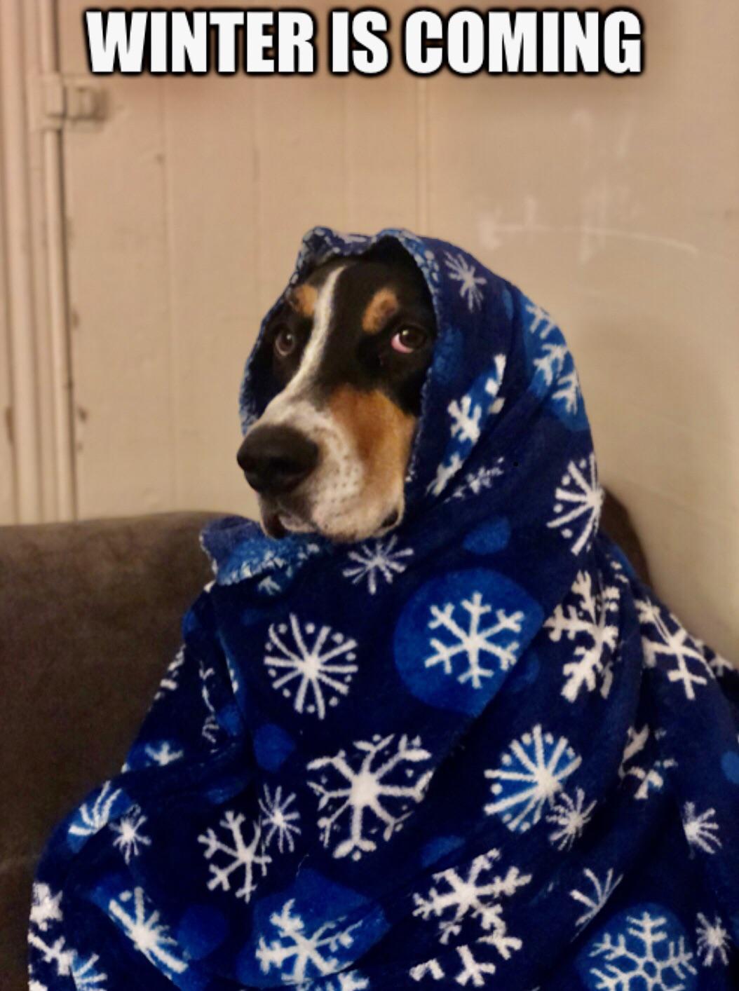 Cold Treeing Walker Coonhound r/coonhounds