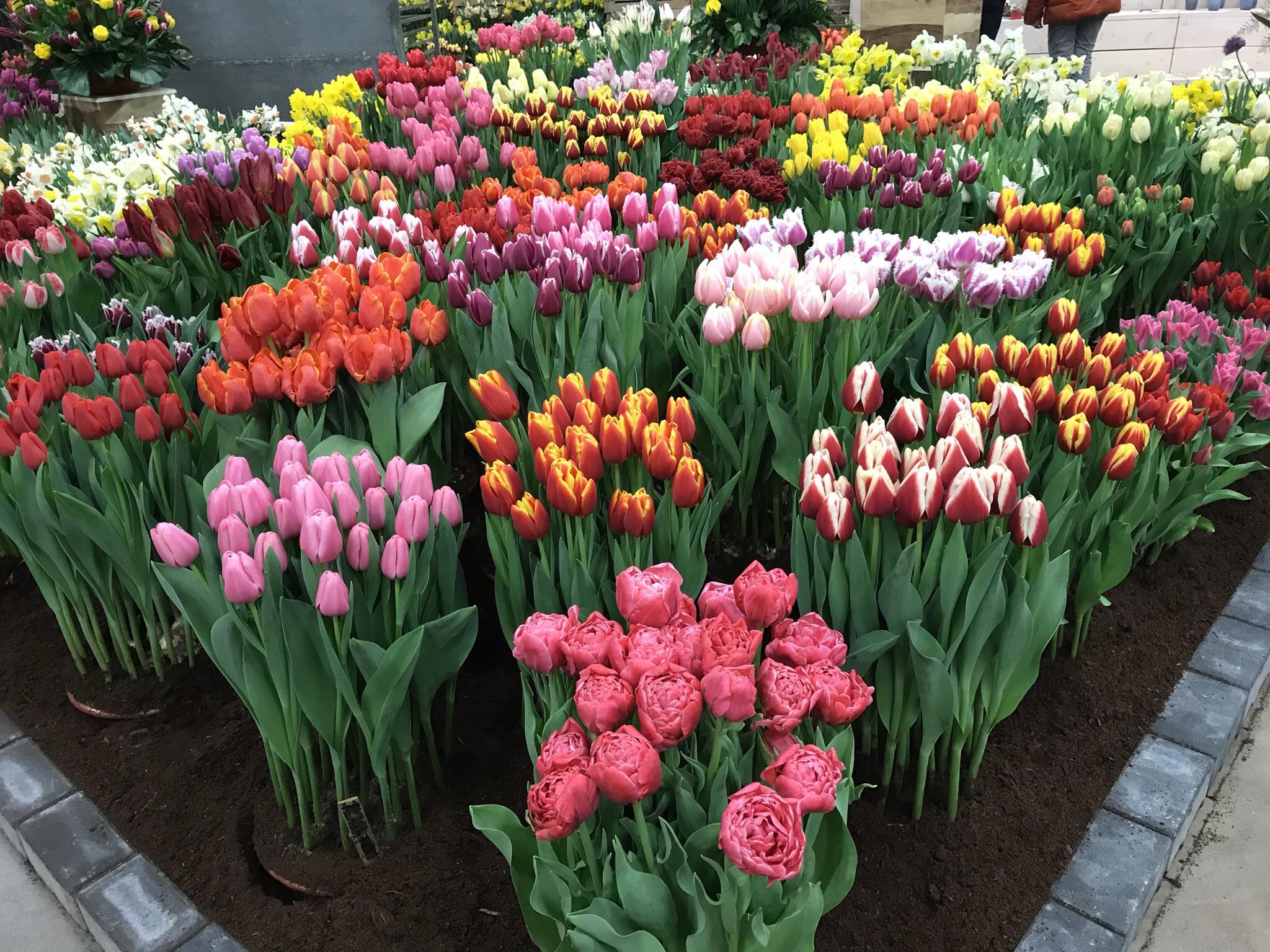 Indoor grown tulips at a local flower show last February here in The Netherlands r/gardening