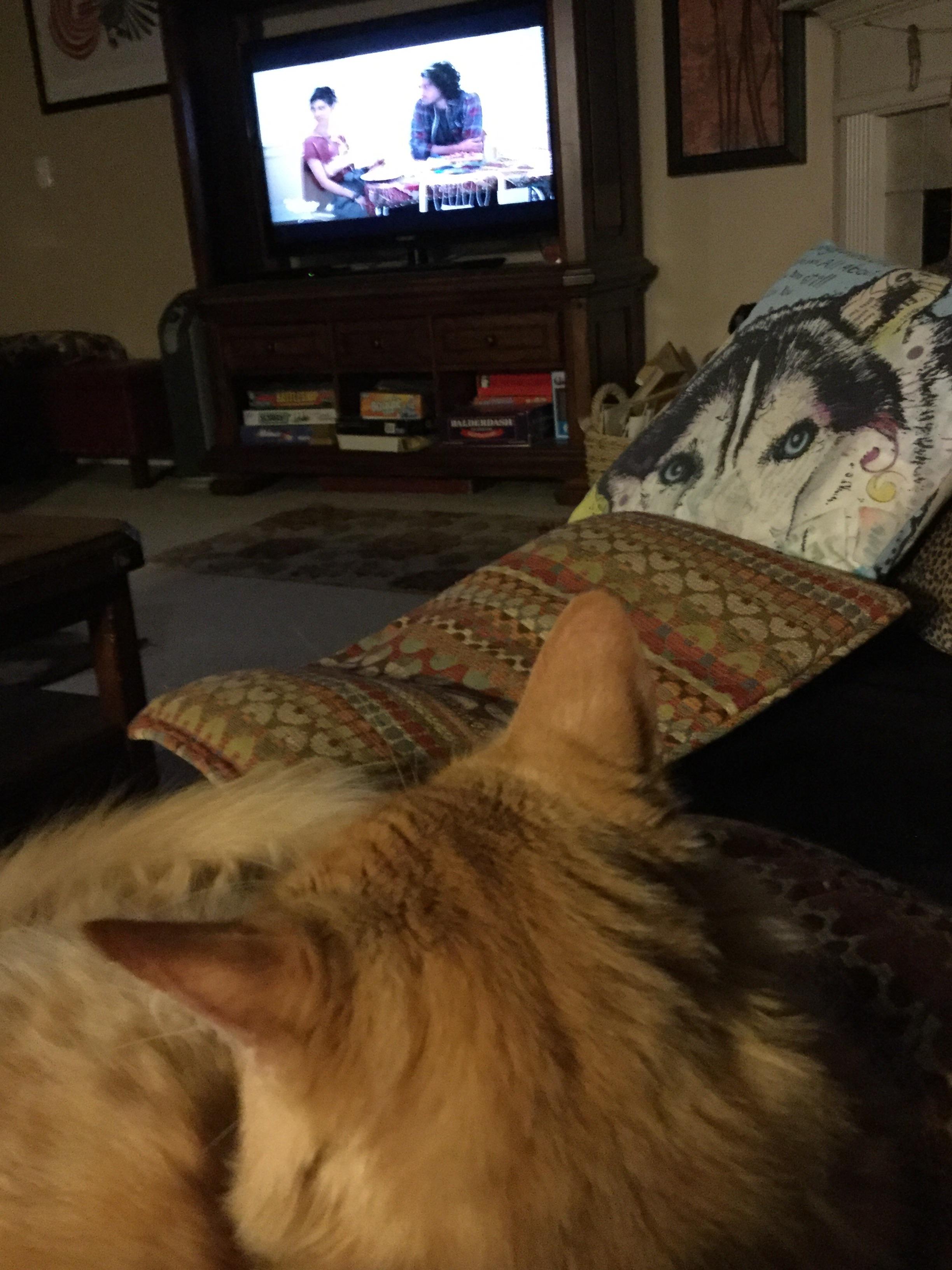 My cat watches tv r/aww