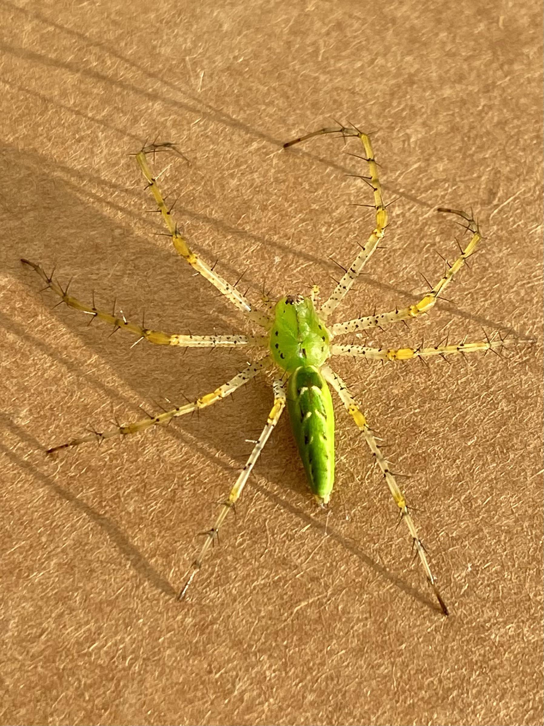 Found this super cool spider on a cardboard box I had set outside
