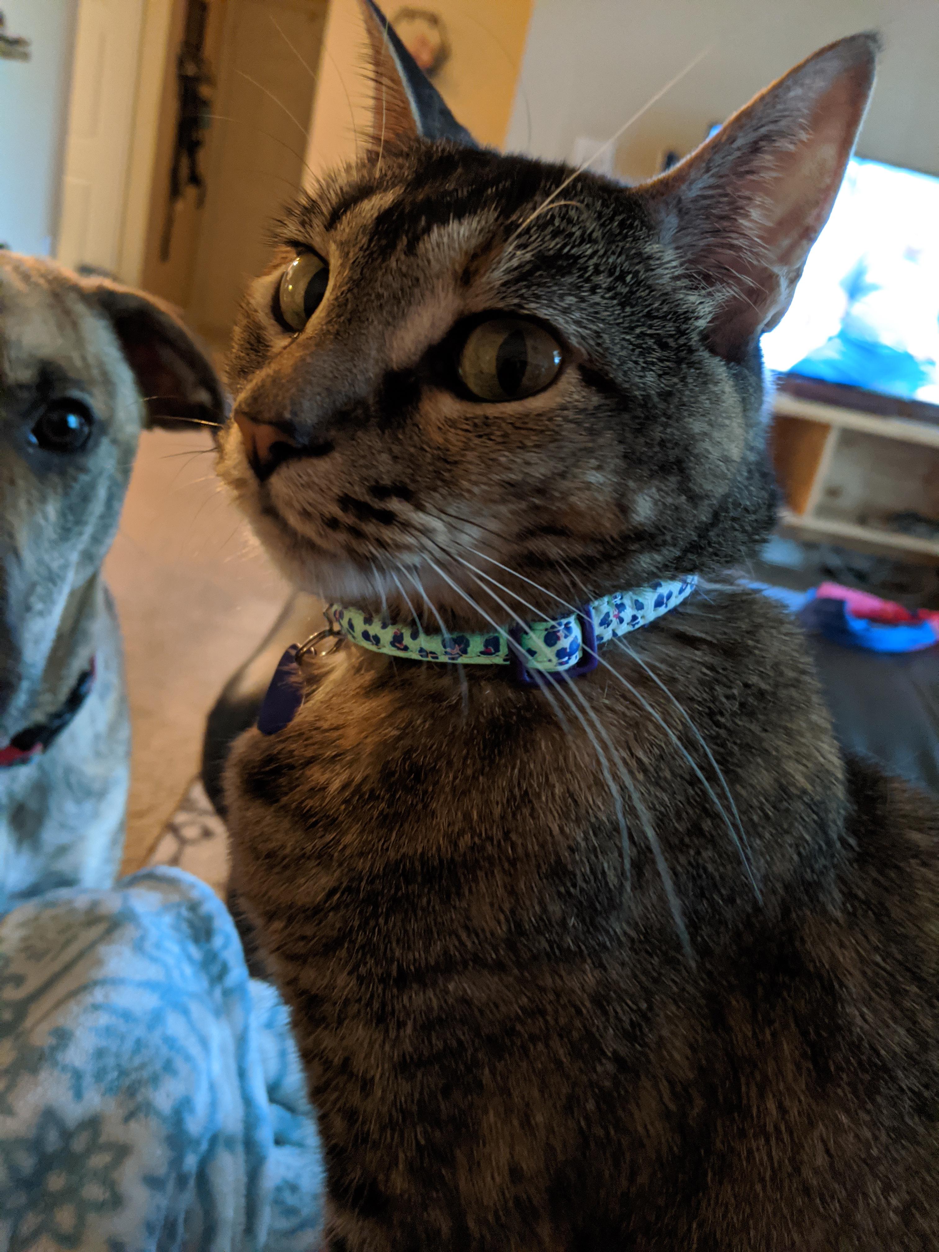 My cat's collar glows in the dark😮 r/cats