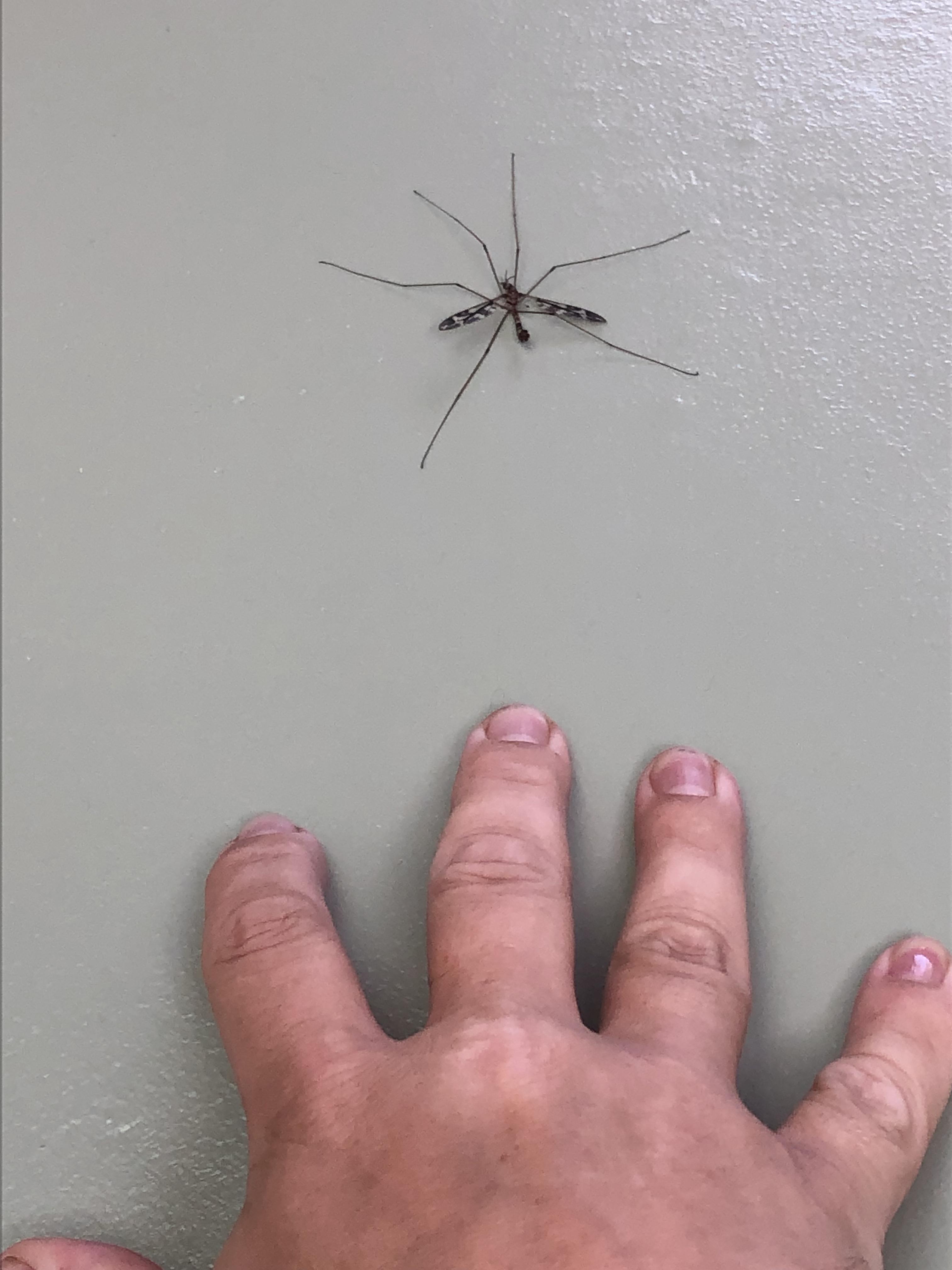 Mosquito Hawk, Mosquito Eater, everyone has they’re own name, but what is it, and does it