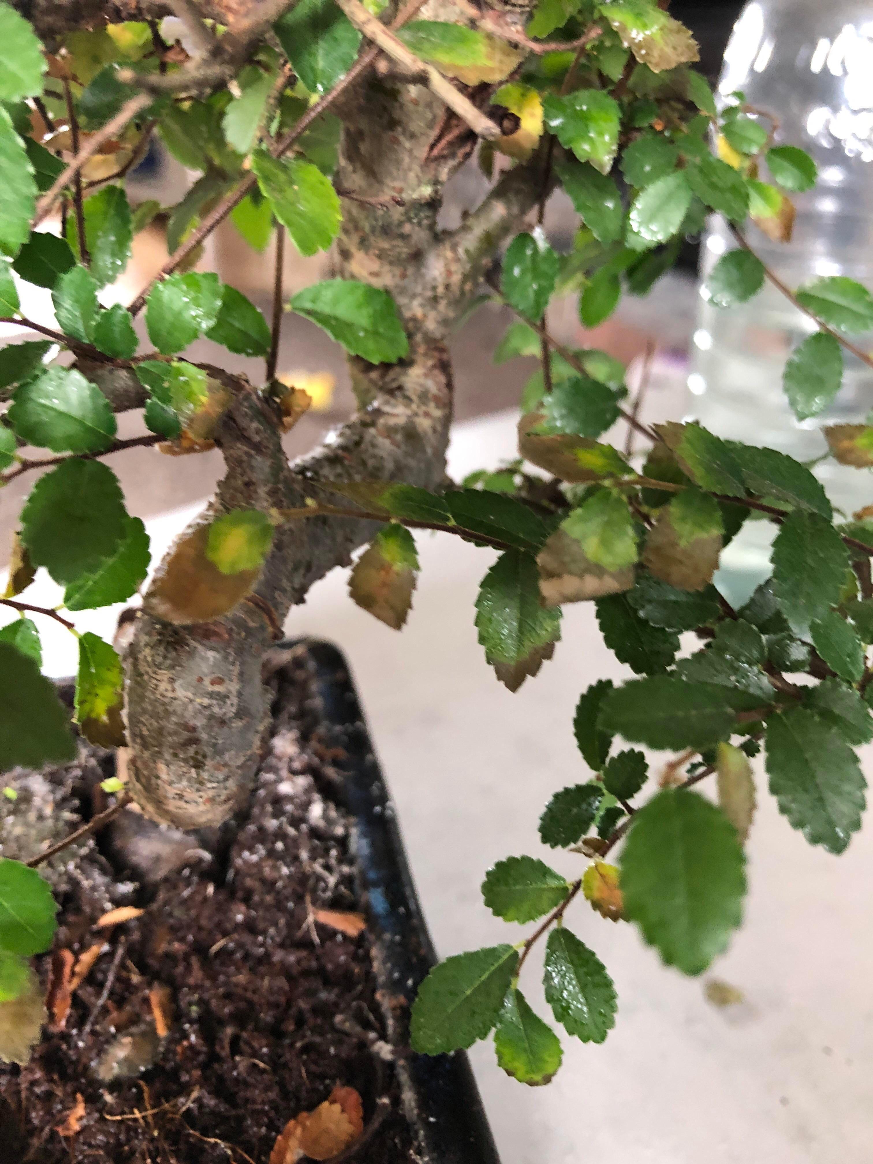Help! Chinese elm is loosing leaves, what am I doing wrong? r/Bonsai