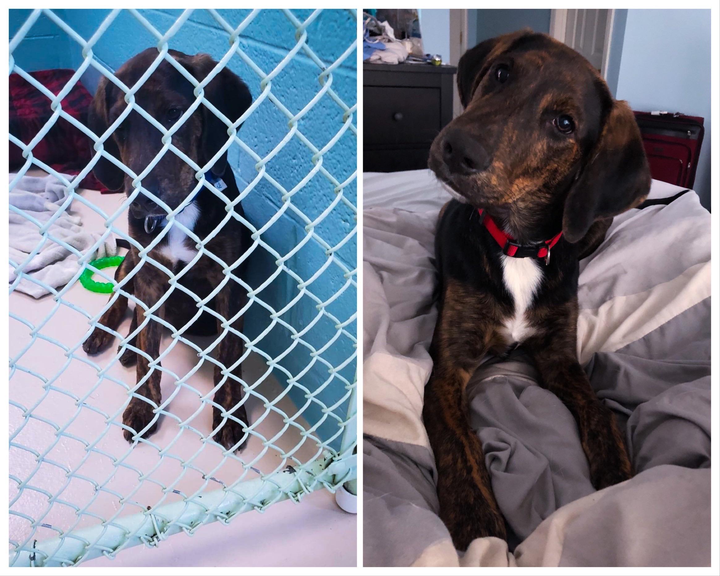 My local SPCA rescued this little guy when he was a day