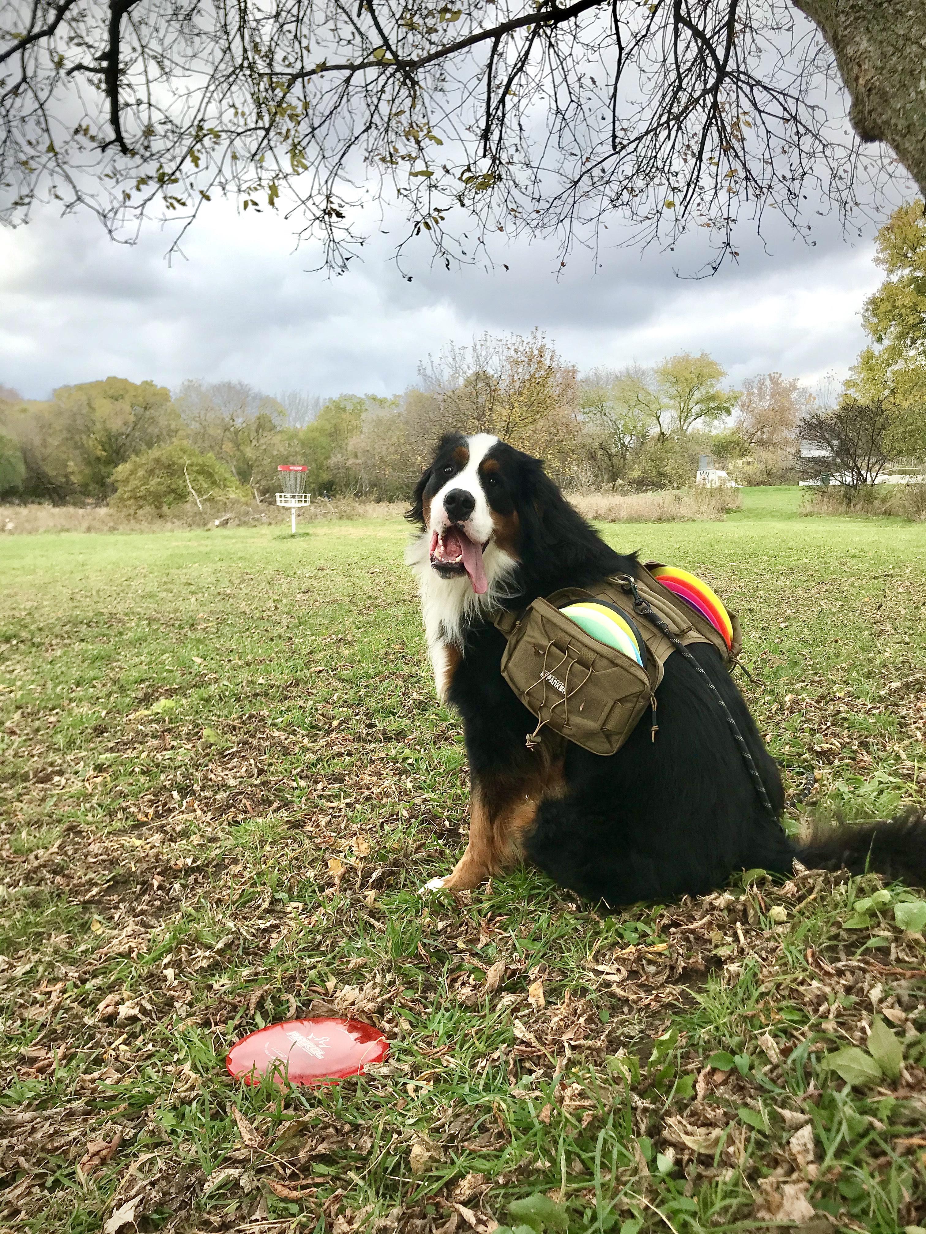 Best disc golf caddy ever r/discgolf