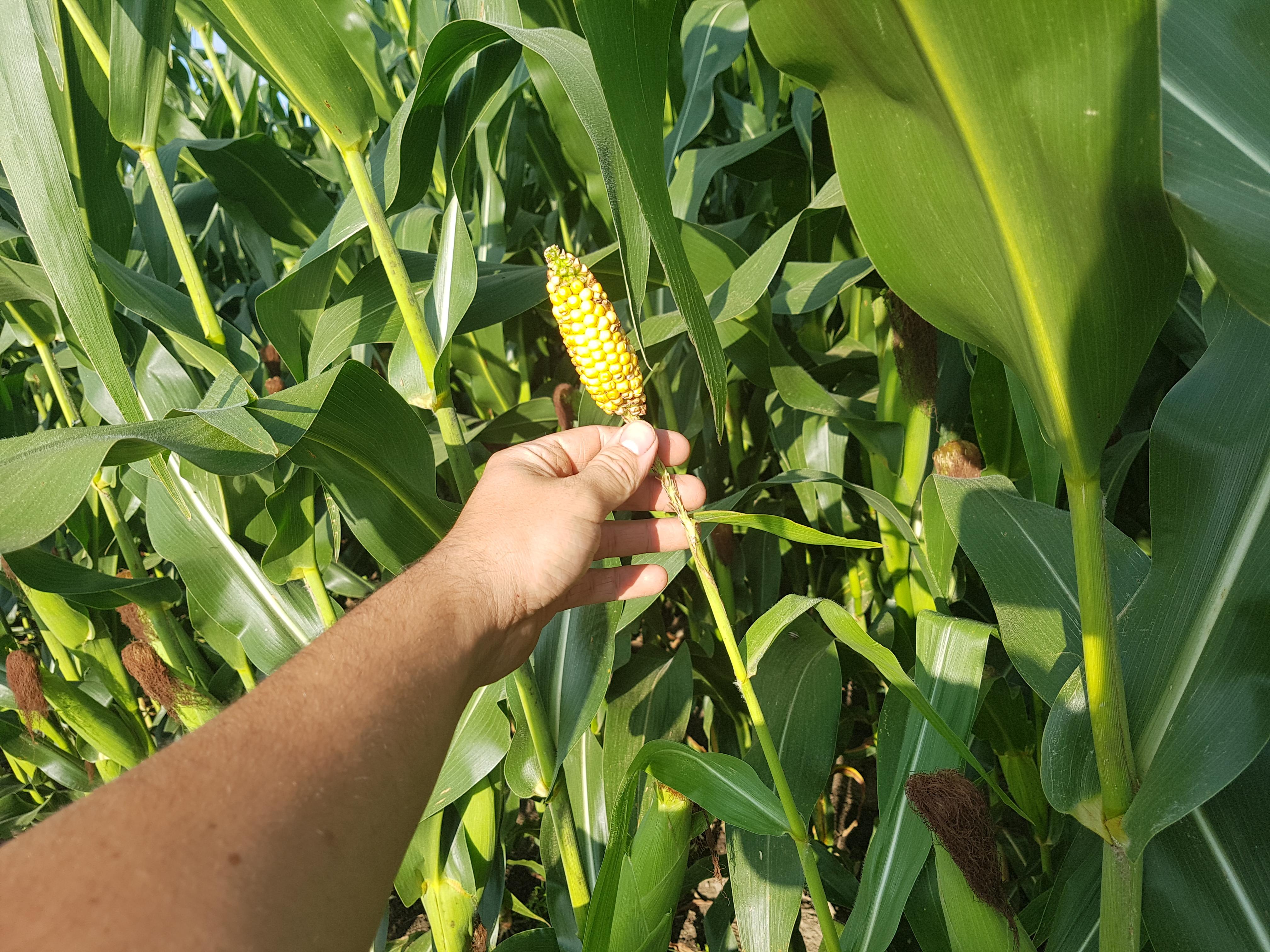What would make cobs of corn grow where the tassels are supposed to be