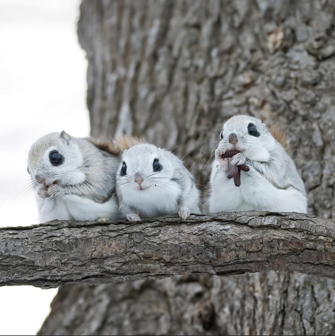 VerifiedJapanese dwarf flying squirrels (Pteromys momonga) are actually