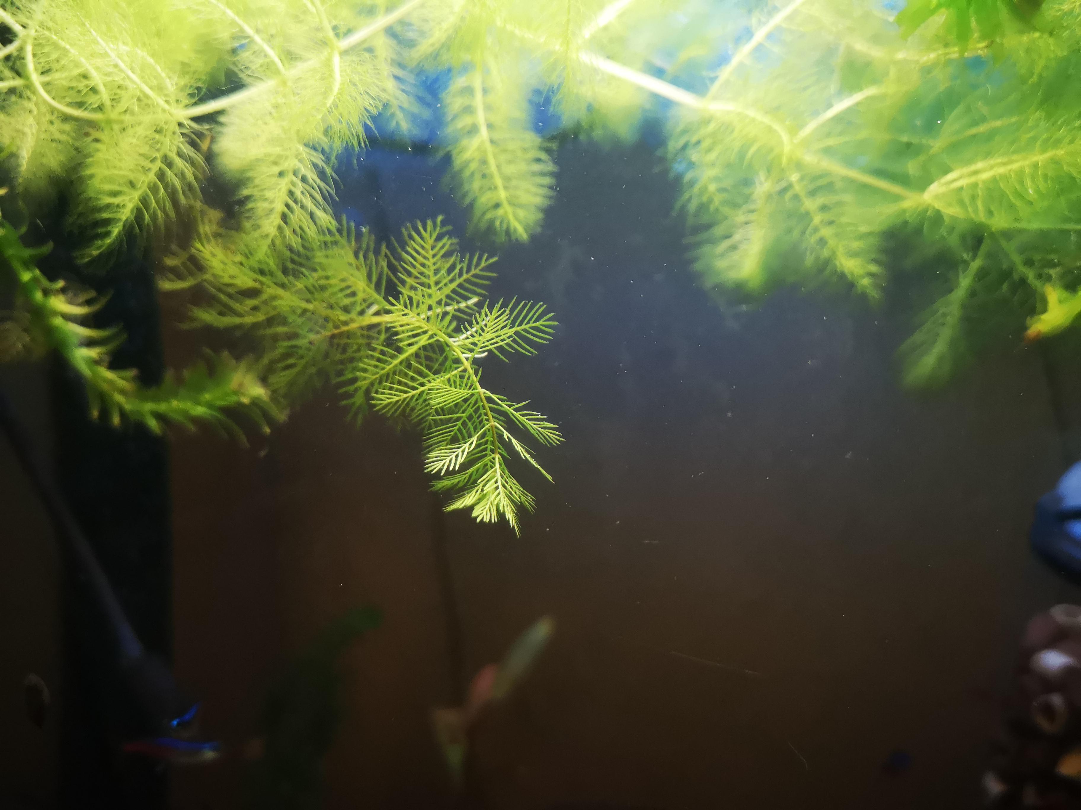 Does anyone know the name of this plant? (not the elodea) r/Aquariums