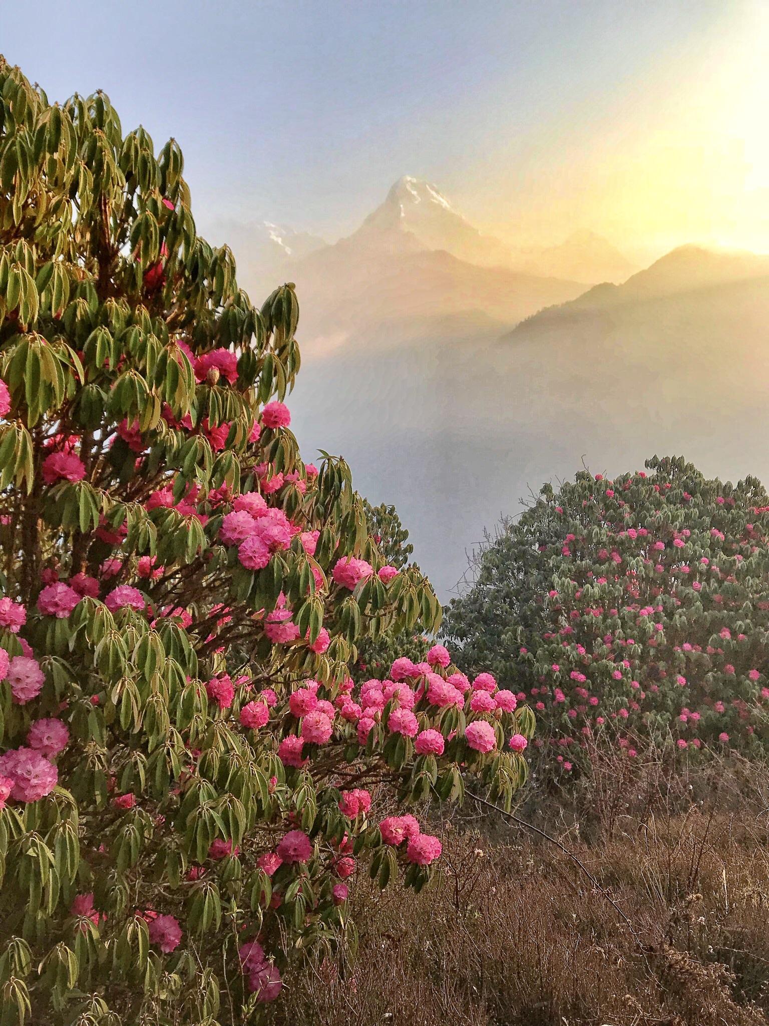 I proposed here, she said yes! Rhododendron forests, Nepal