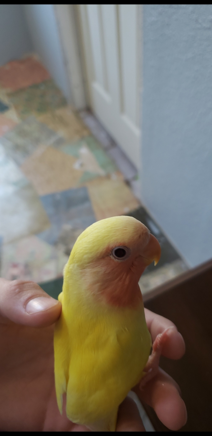New pet lovebird not eating any fruits or veggies. Only seed/millet. Is