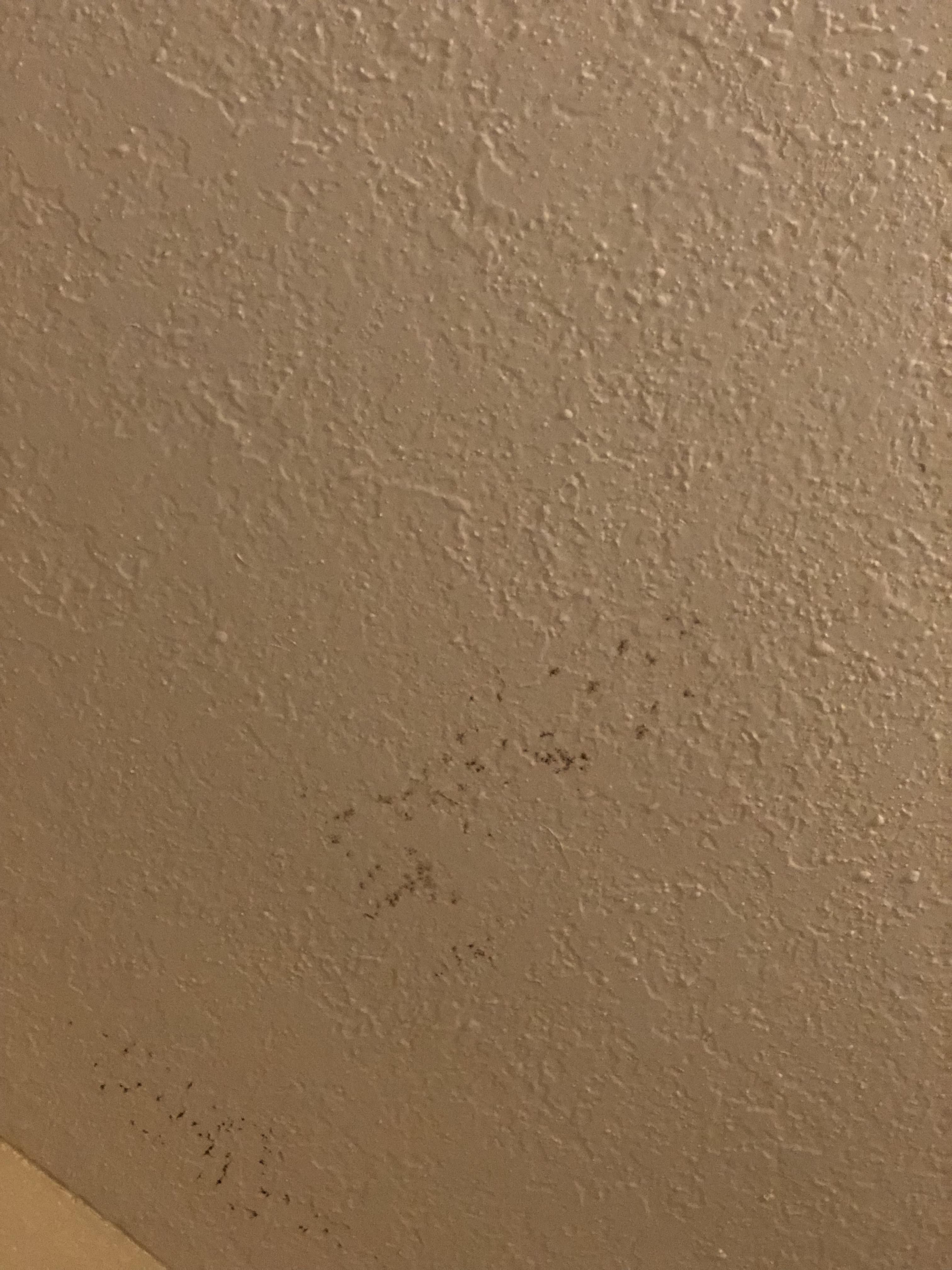 Spots above shower on ceiling? Mold? Anything special I need to do if