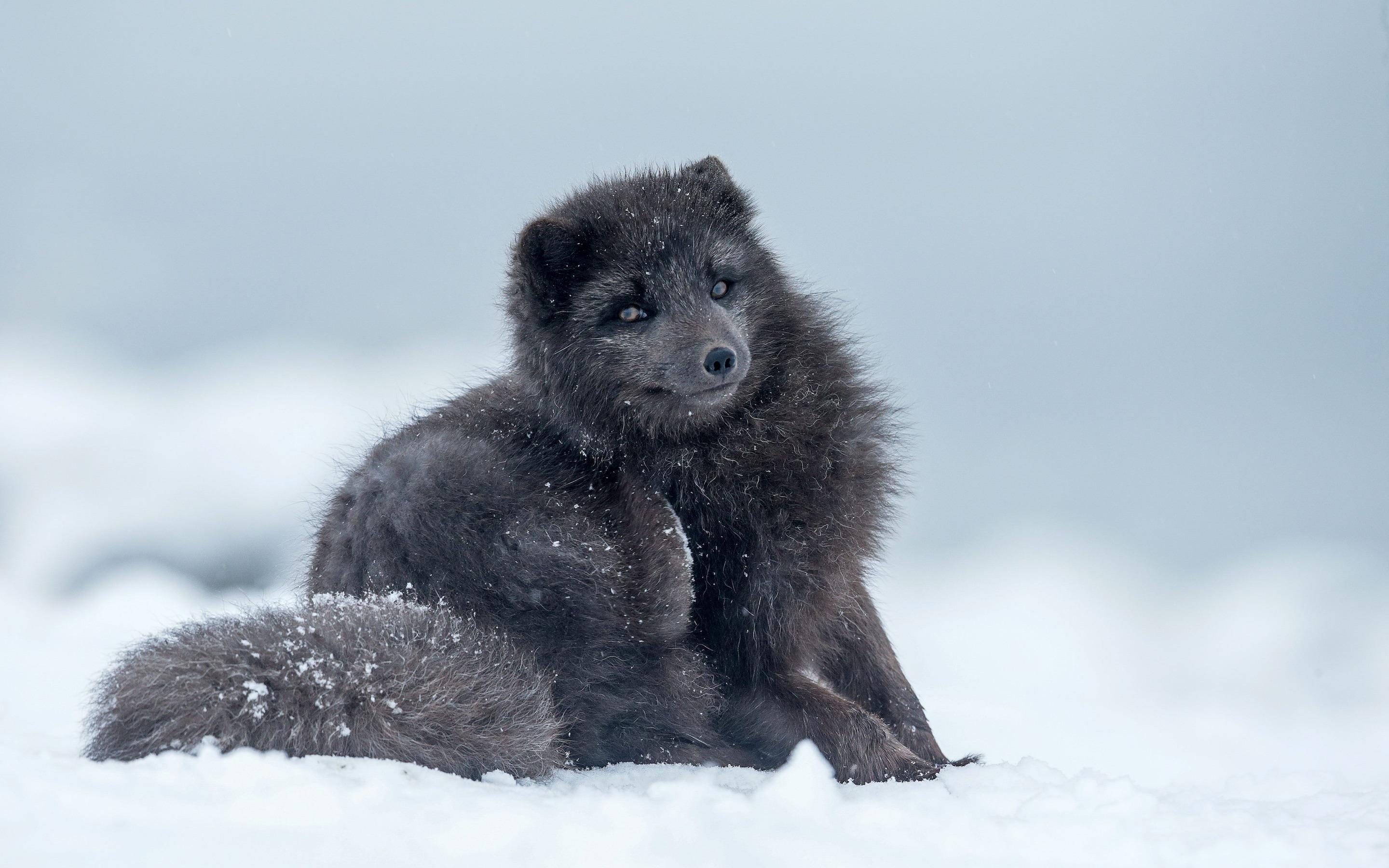 Blue arctic fox r/RealLifeShinies