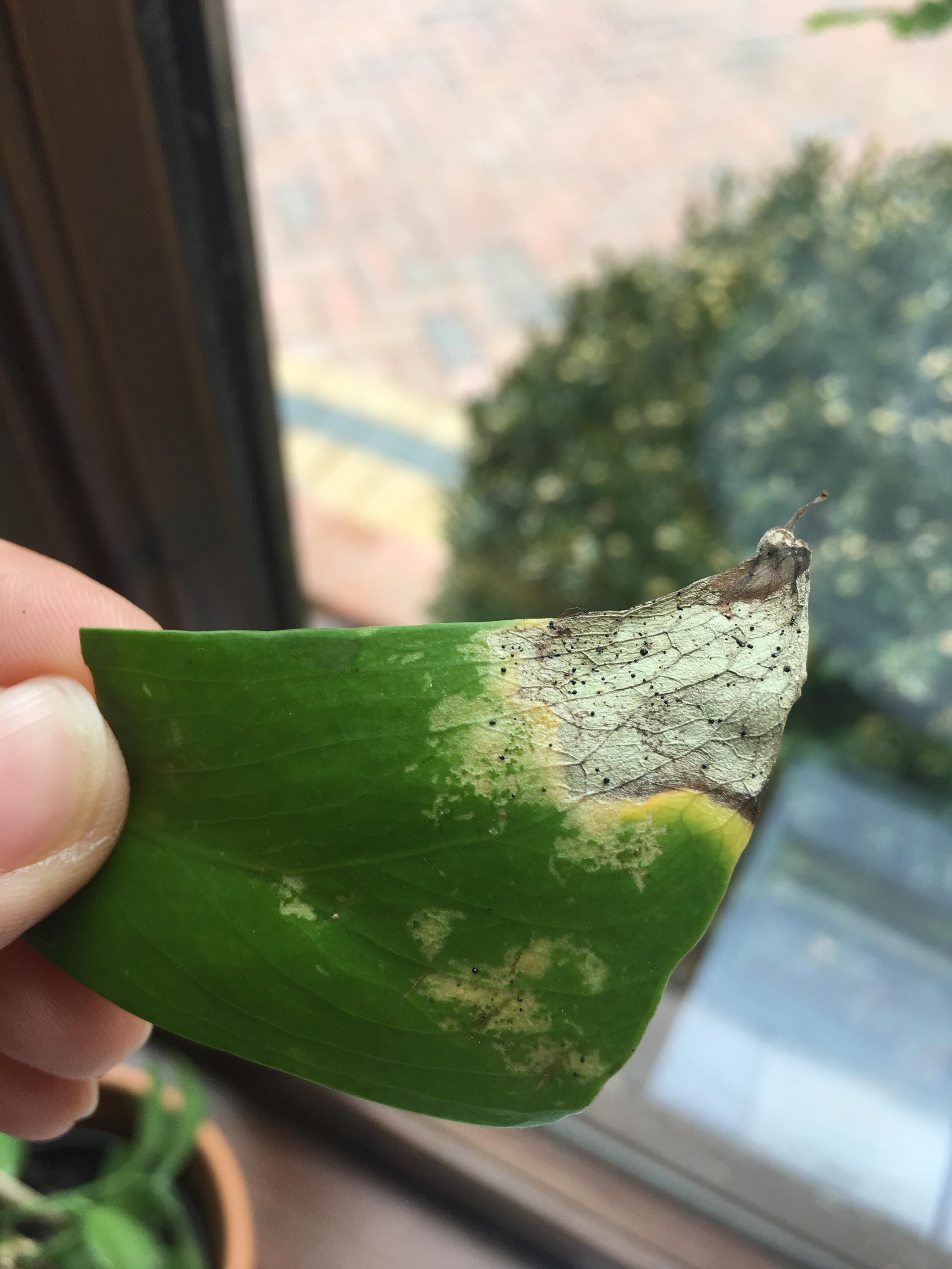 Why is this happening to our cheese plant? r/Monstera