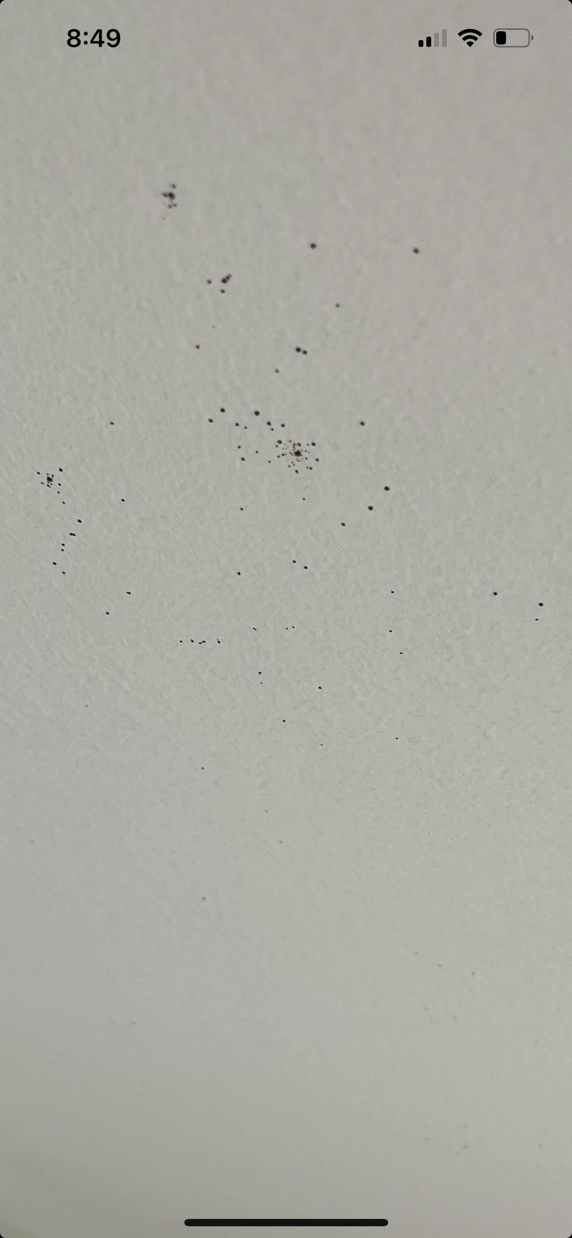 Black specks on bathroom ceiling. Wipe off easily. Fan is on during
