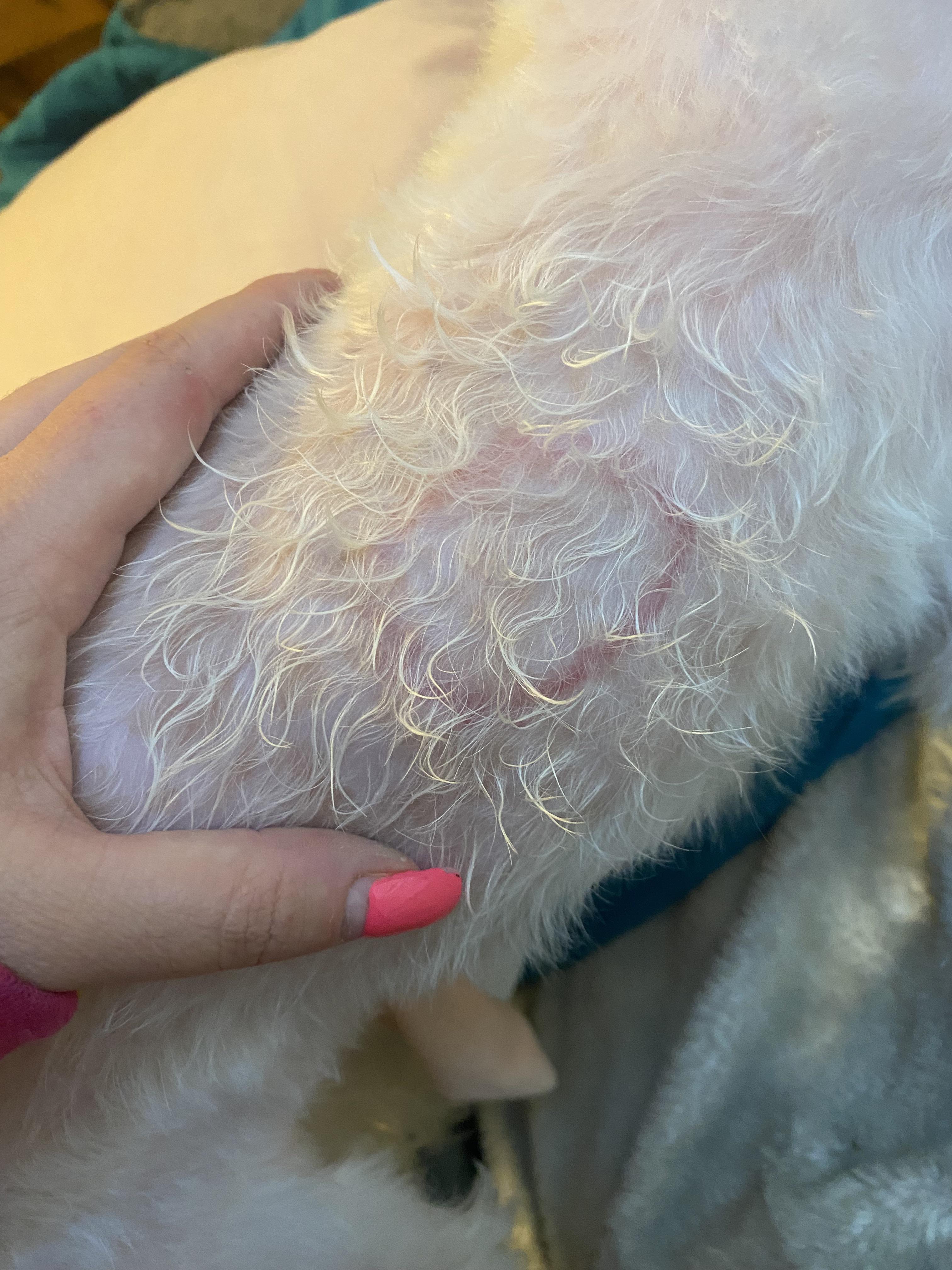 Any idea what might cause this after grooming? She has very sensitive