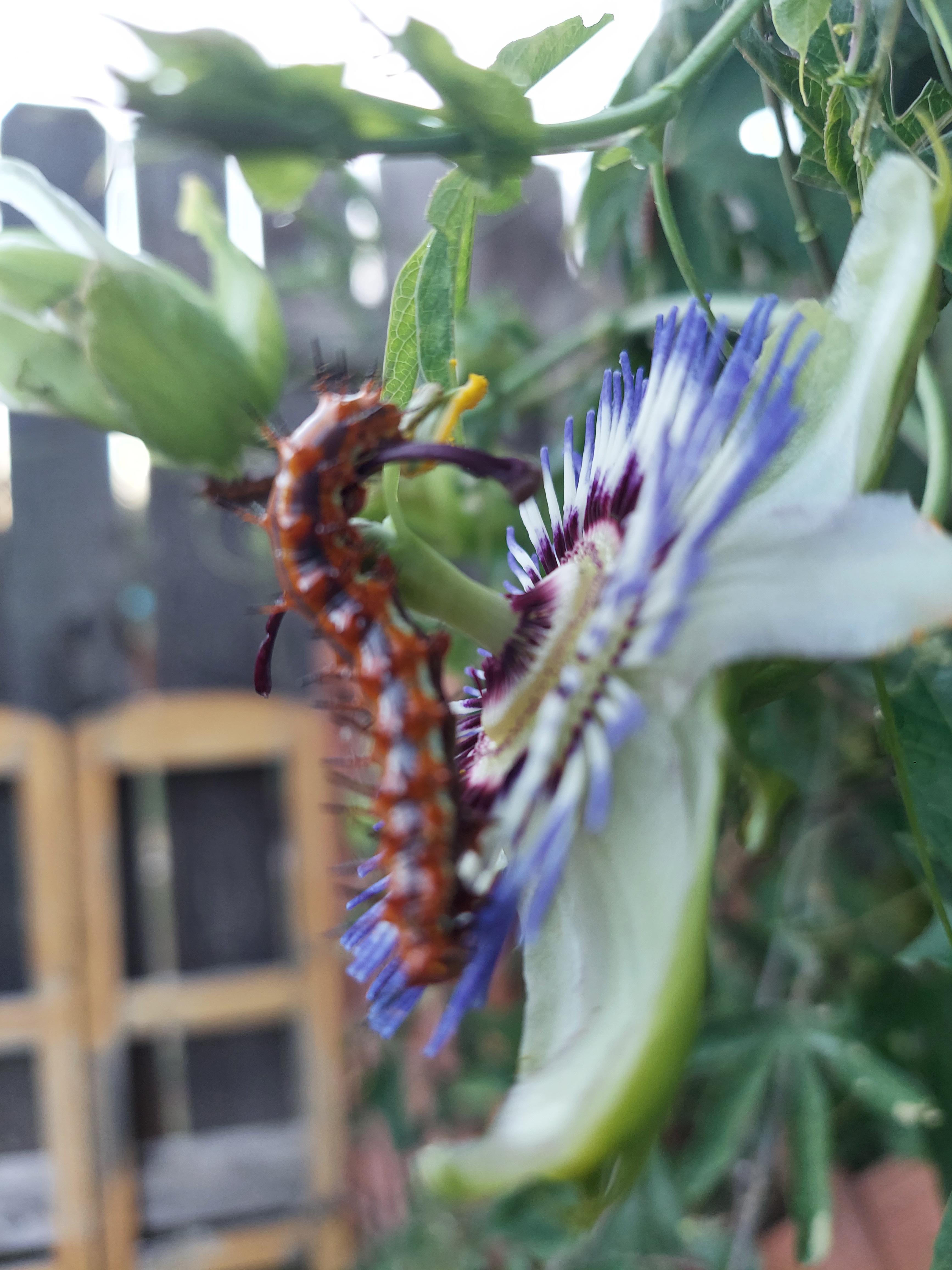 what is this? I have over a dozen of these om my passion flower vines. pest or beneficial? r