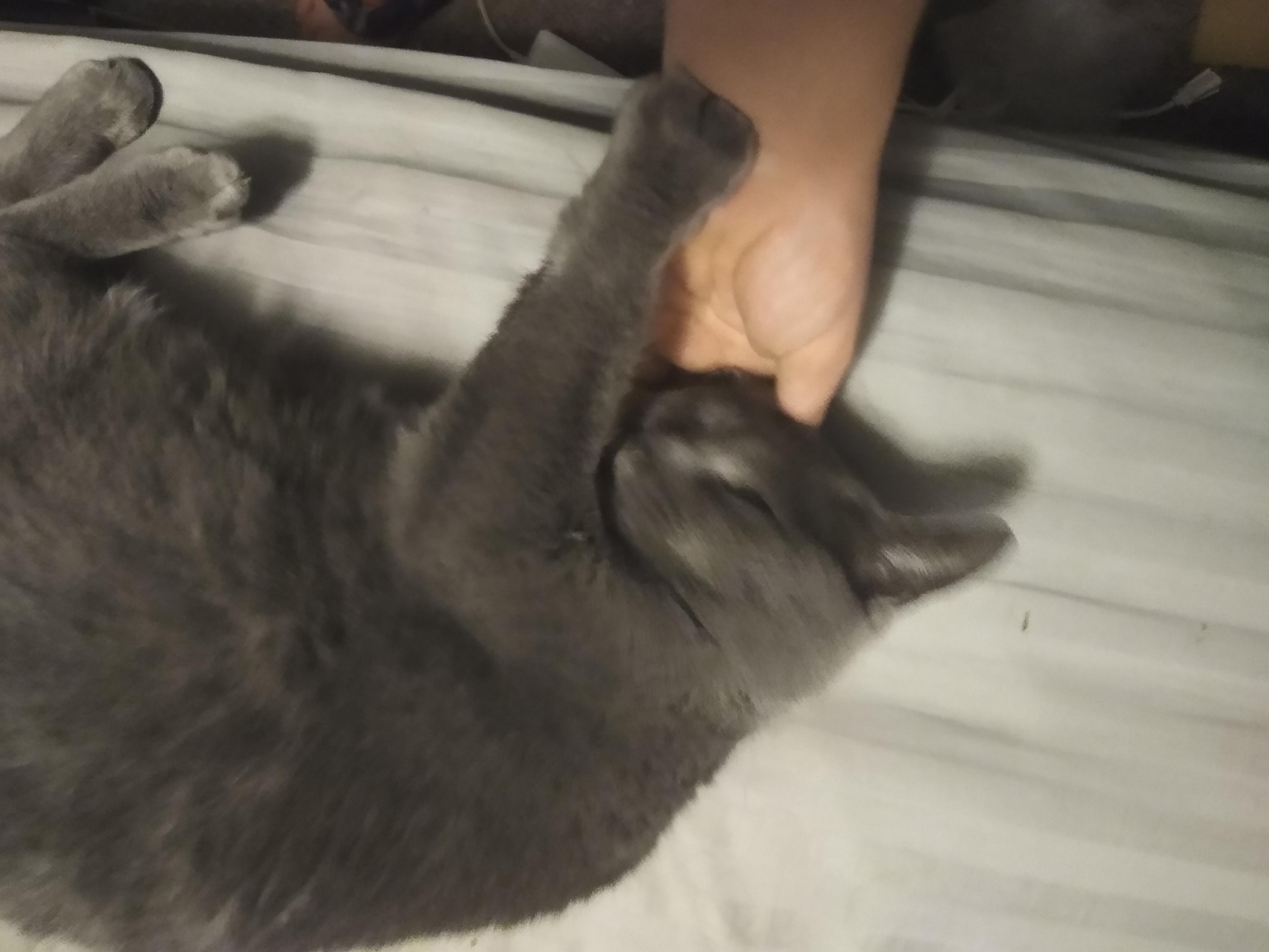My cat being loved on r/cats