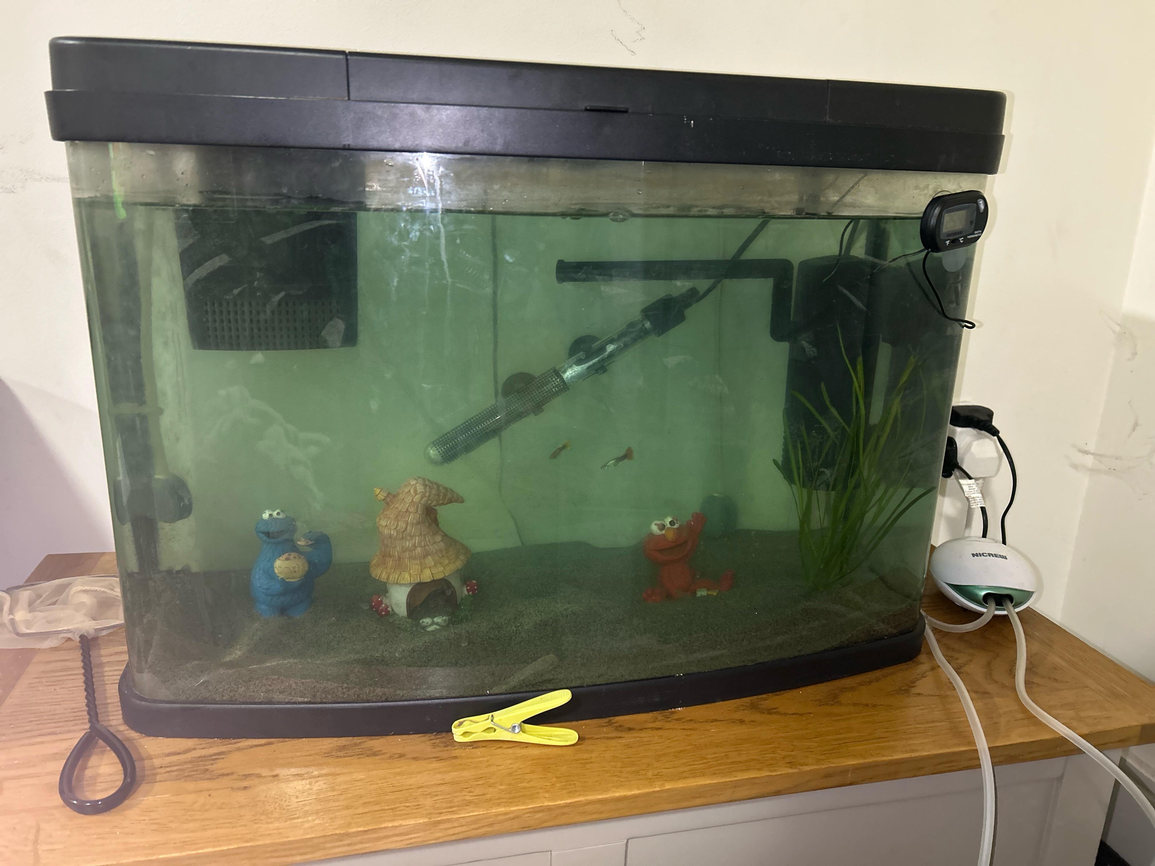 Why is my water green r/Aquariums