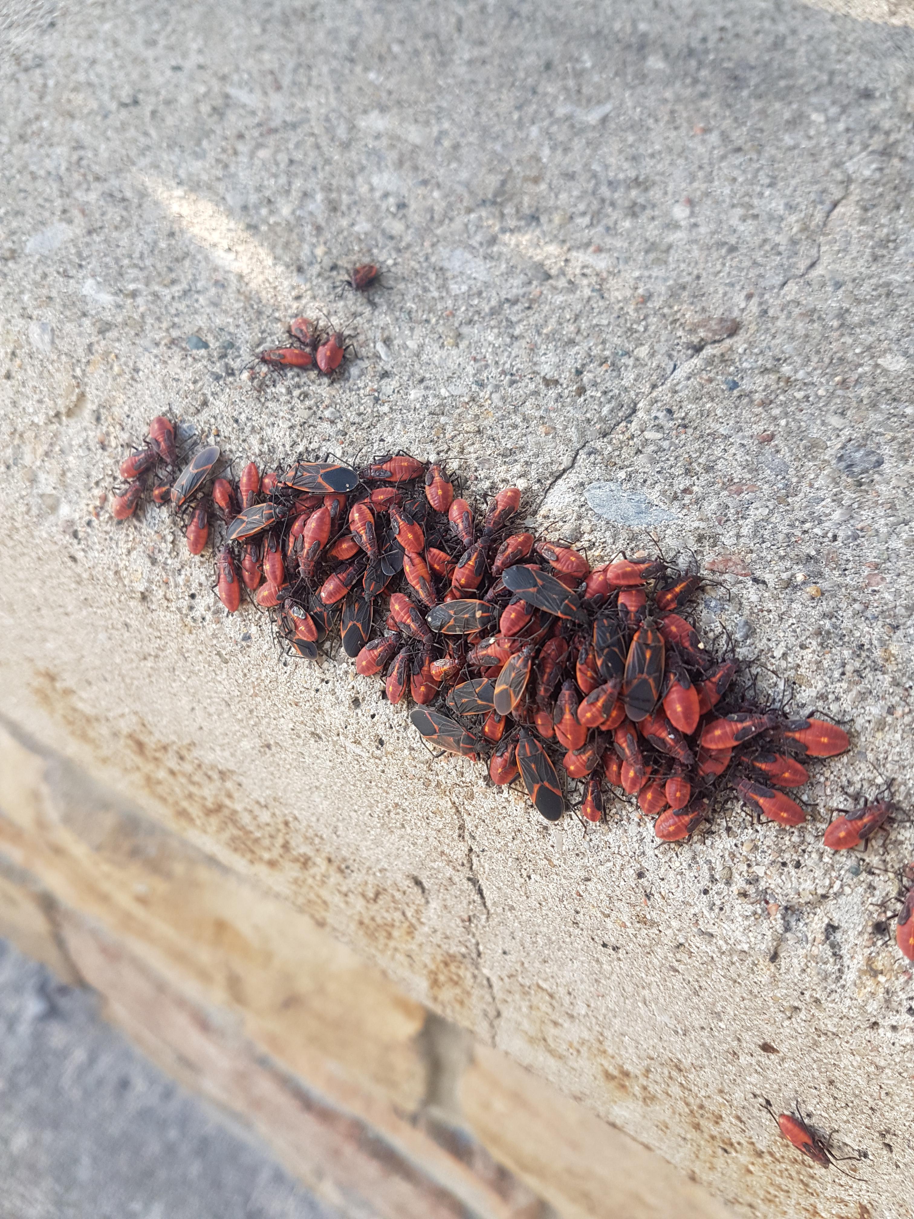 What are these guys and what are they doing? I see them clustered in