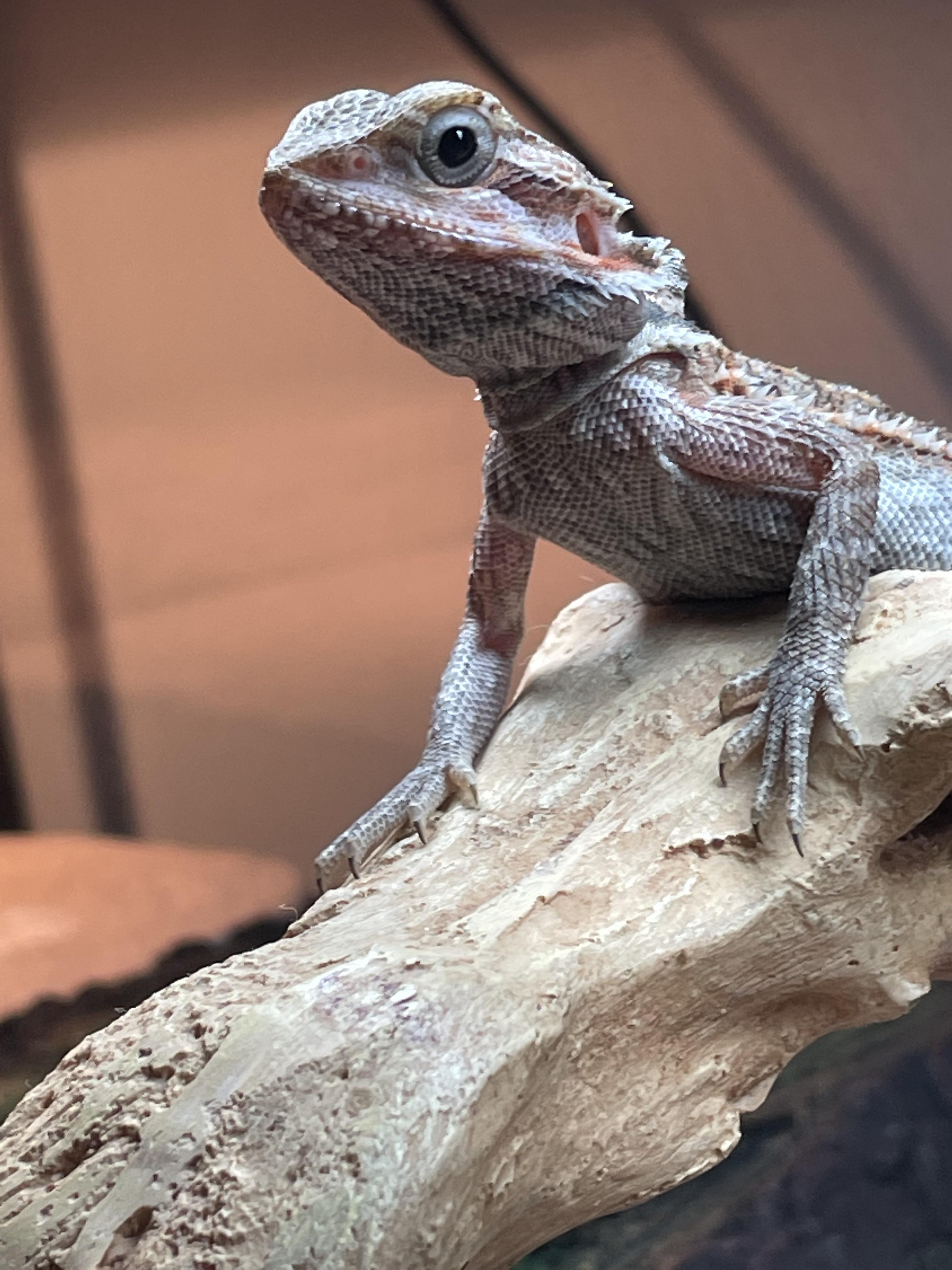 Is a little salad, 6 mealworms, and 9 crickets per day too little for a