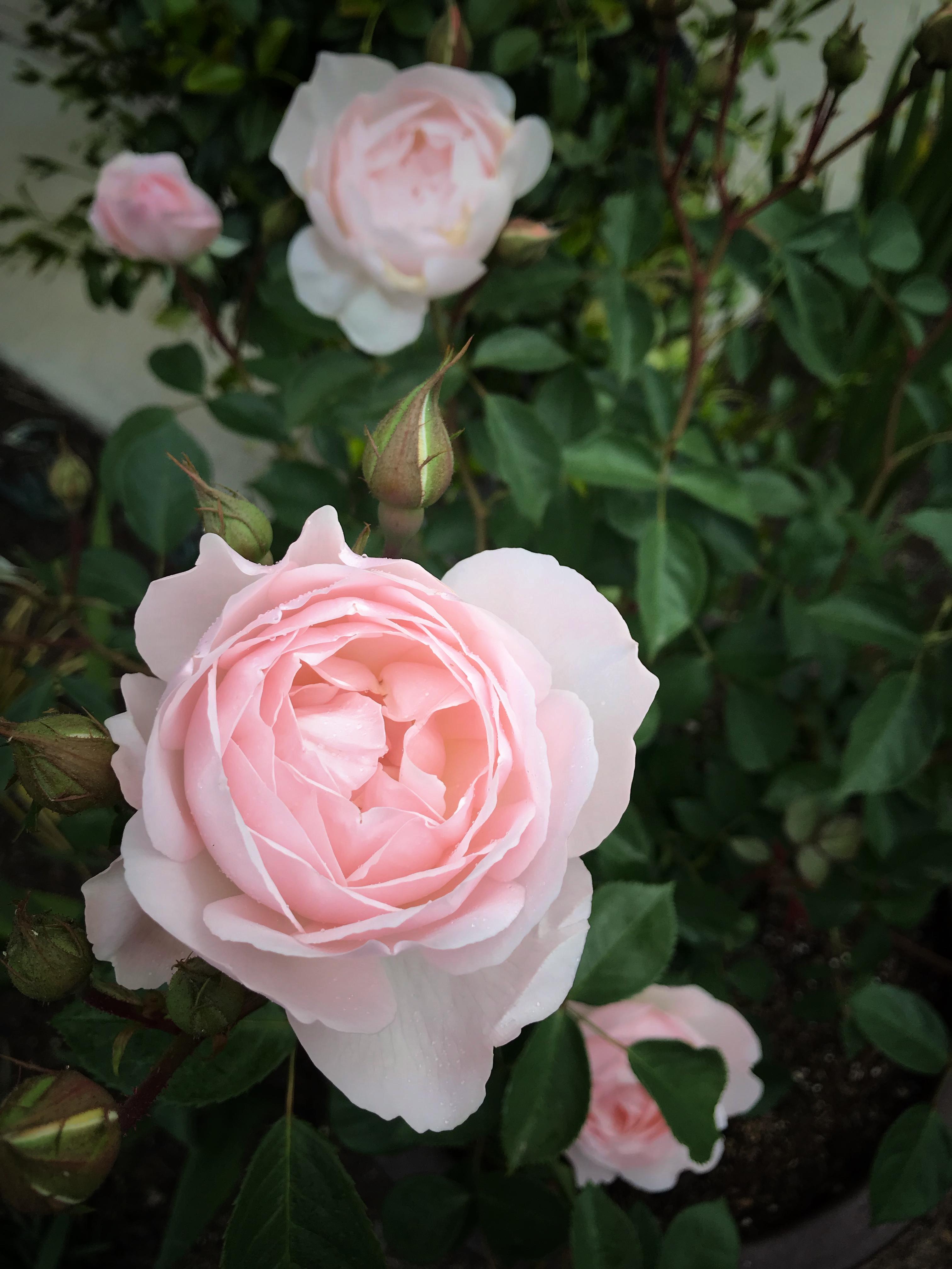 Roses are blooming r/gardening