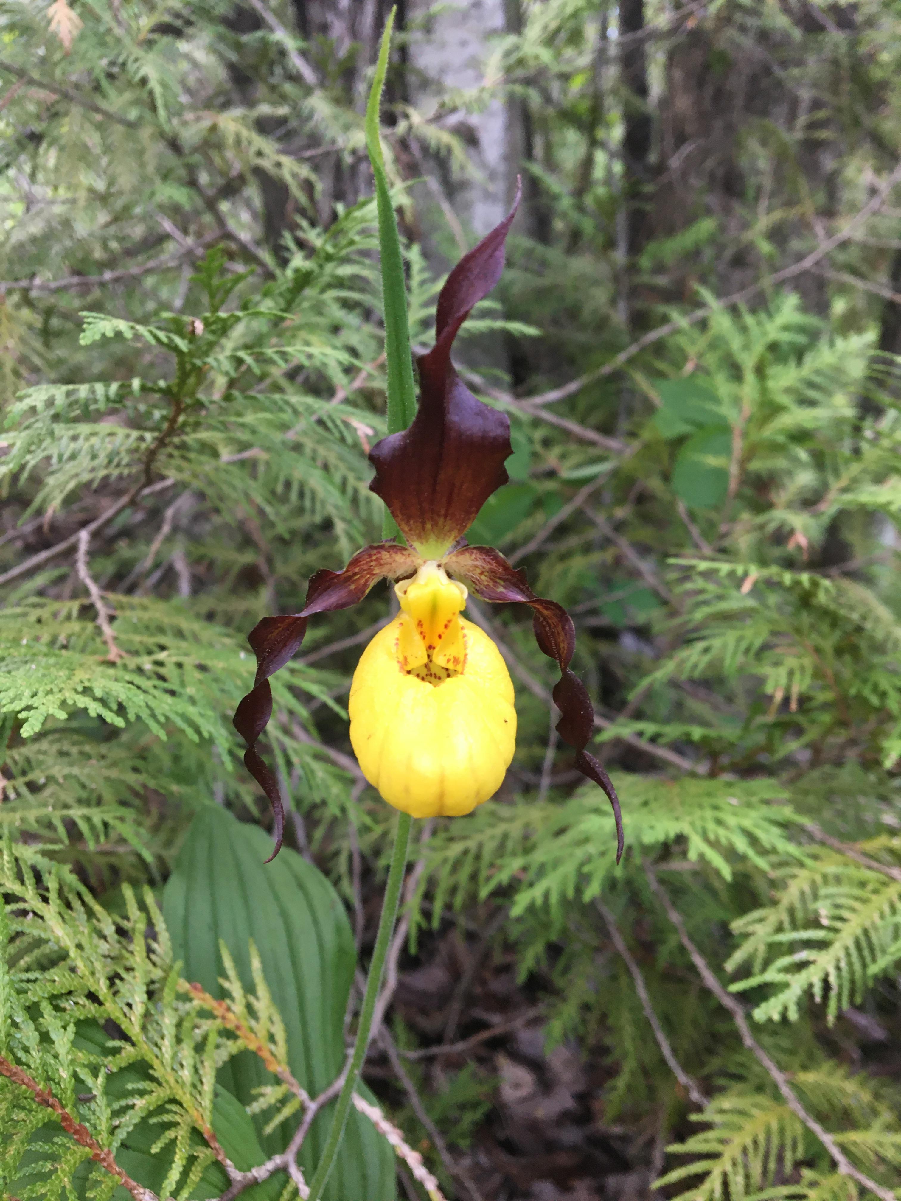Cypripedium parviflorum Yellow Lady's Slipper Ontario, Canada r