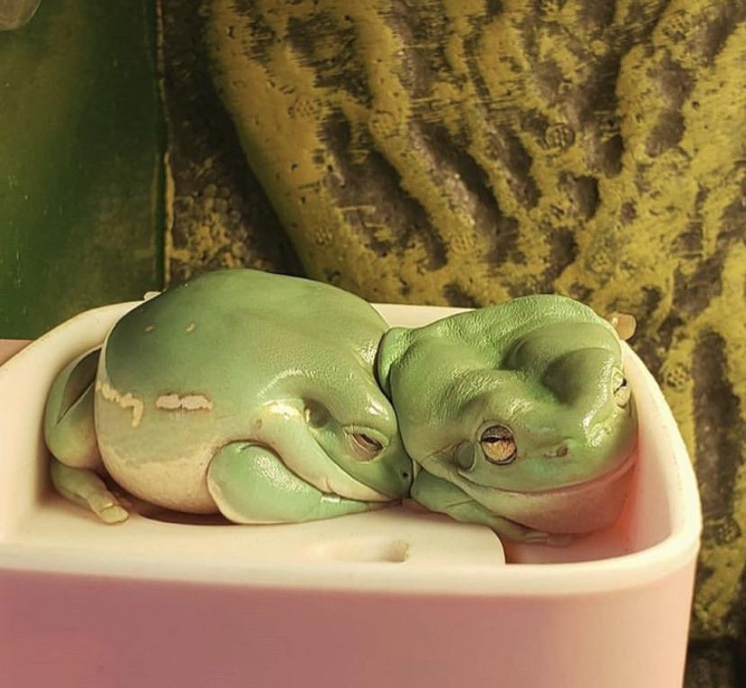 To be a frog in love is my only goal in life r/frogs