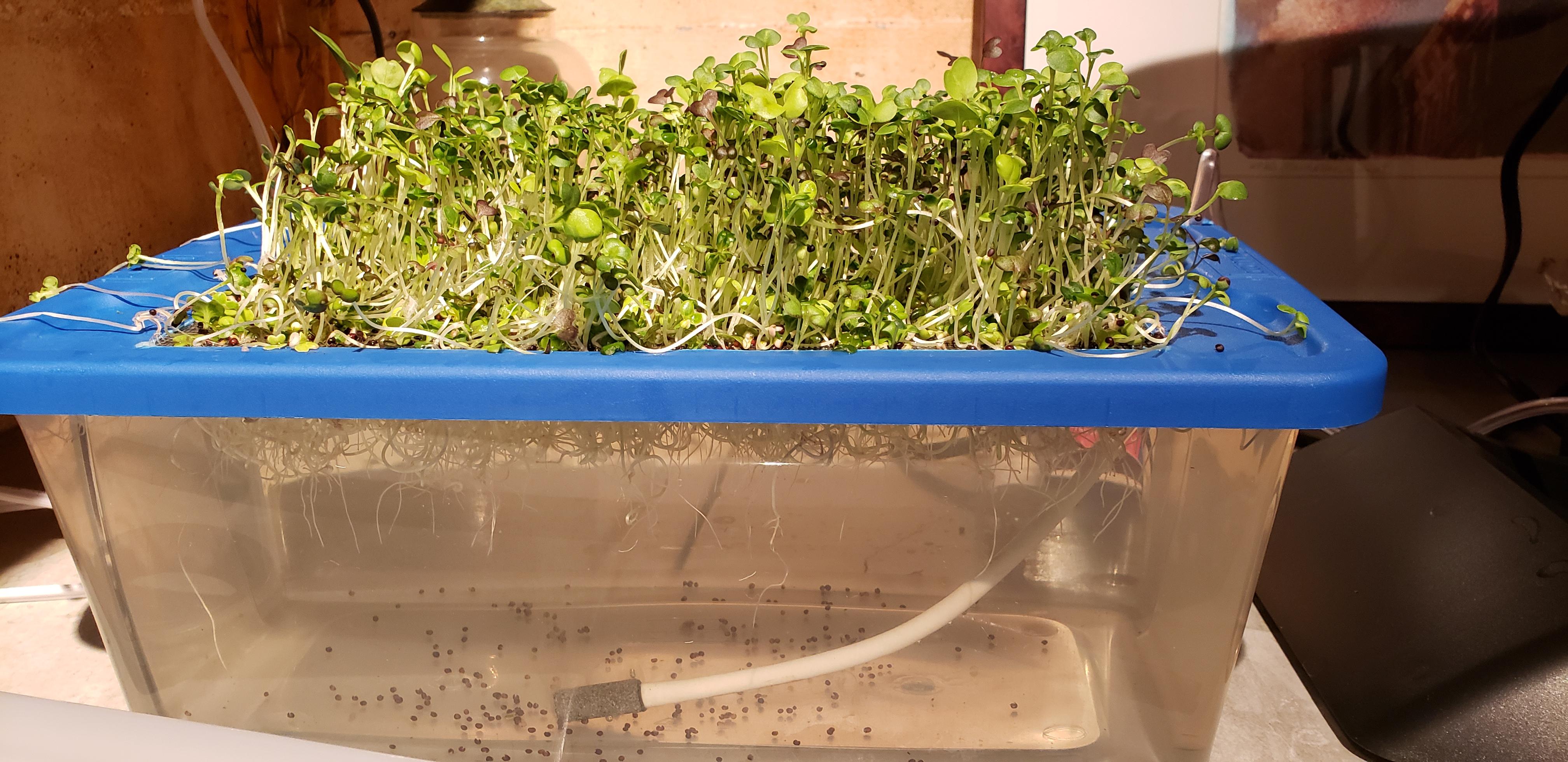 Experimenting With Hydroponic Microgreens r/Hydroponics