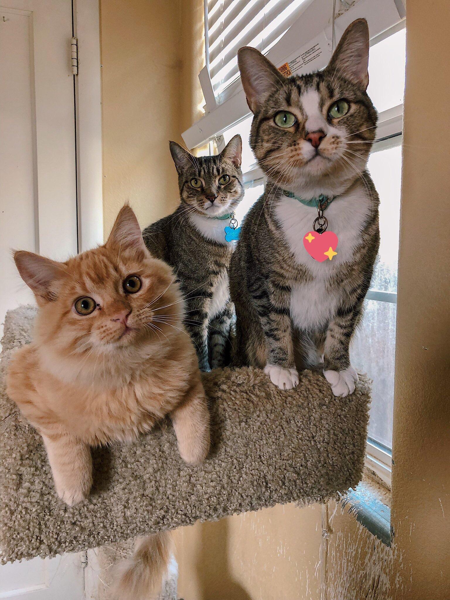Finally got a picture of all my babies 🥰 r/cats