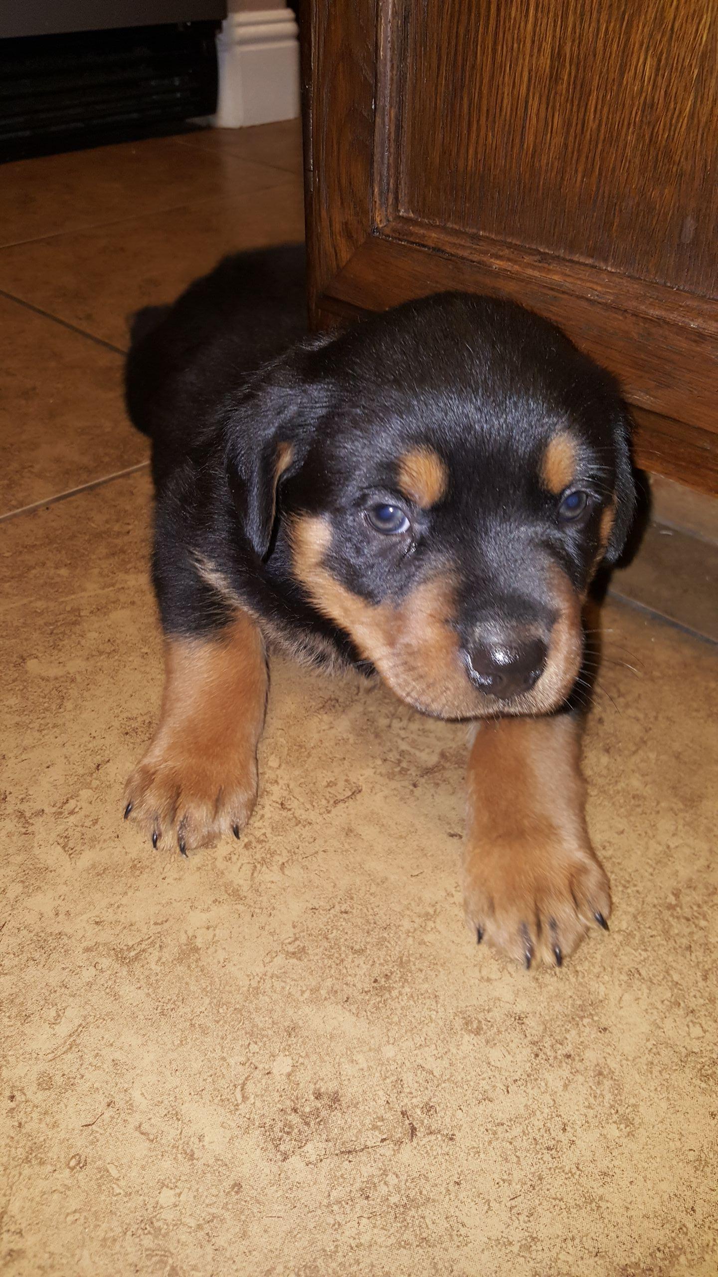 My new rottweiler puppy! Reddit meet Atilla r/aww