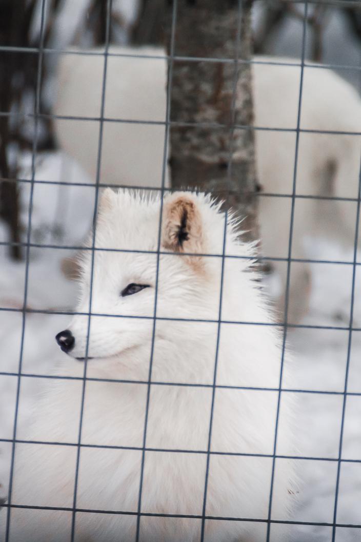 Arctic fox and captivity, article in comments r/CaptiveWildlife