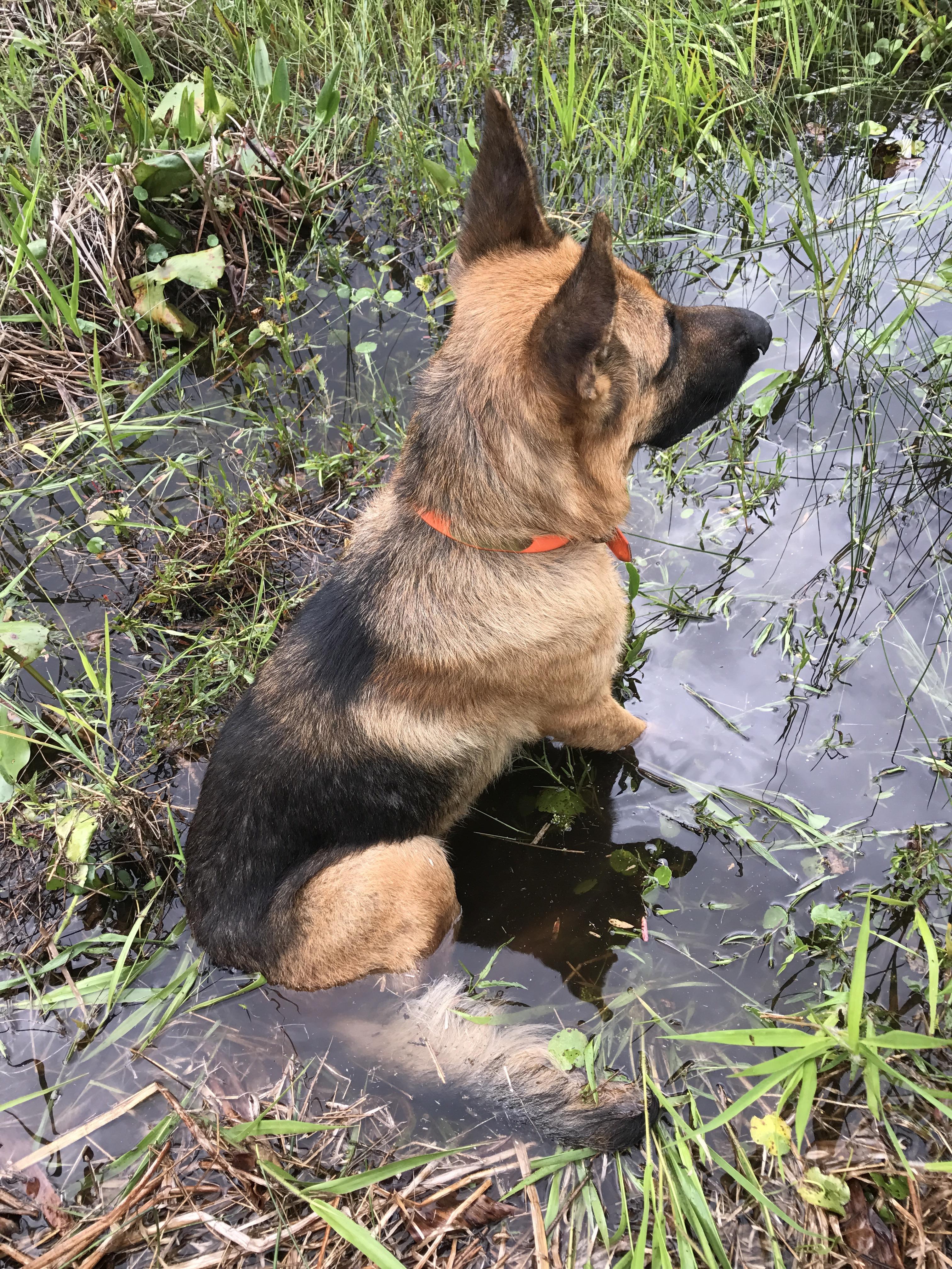 Maybe not the best fishing dog, but my fishing dog. pics
