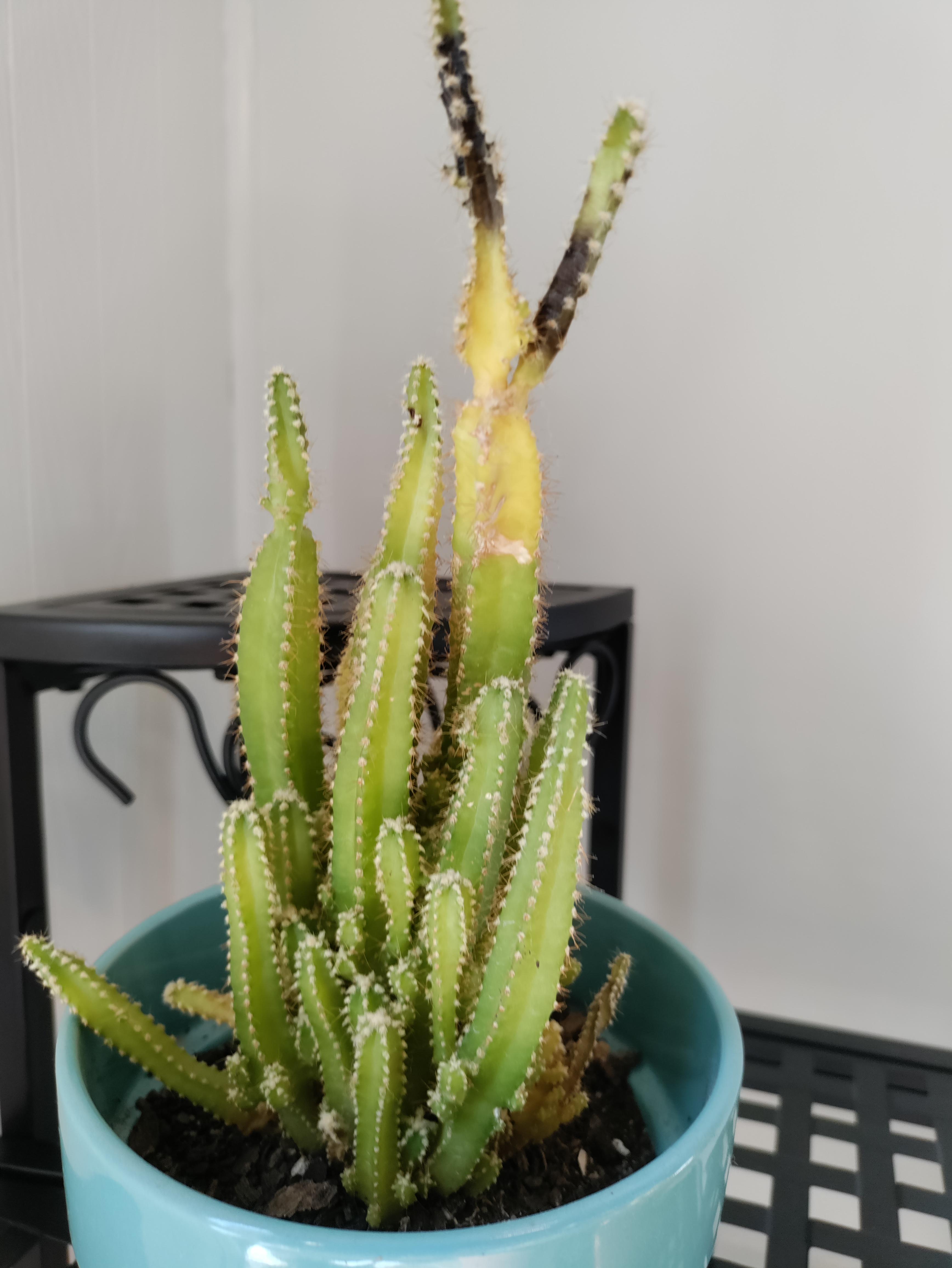Help, why is my cactus turning yellow and black? r/cactus