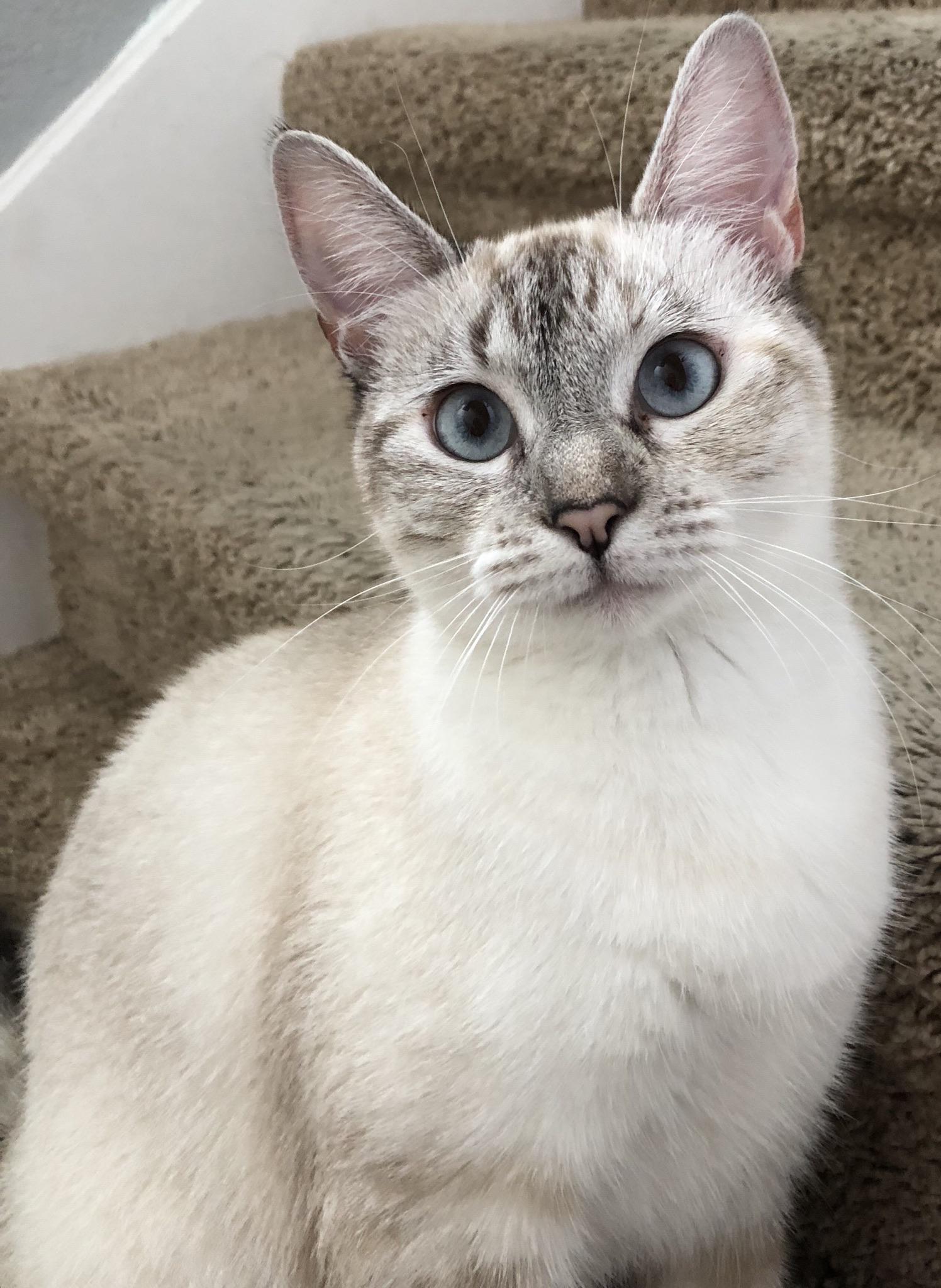 my lynx point siamese sweetheart, sweetie pie! r/catpictures