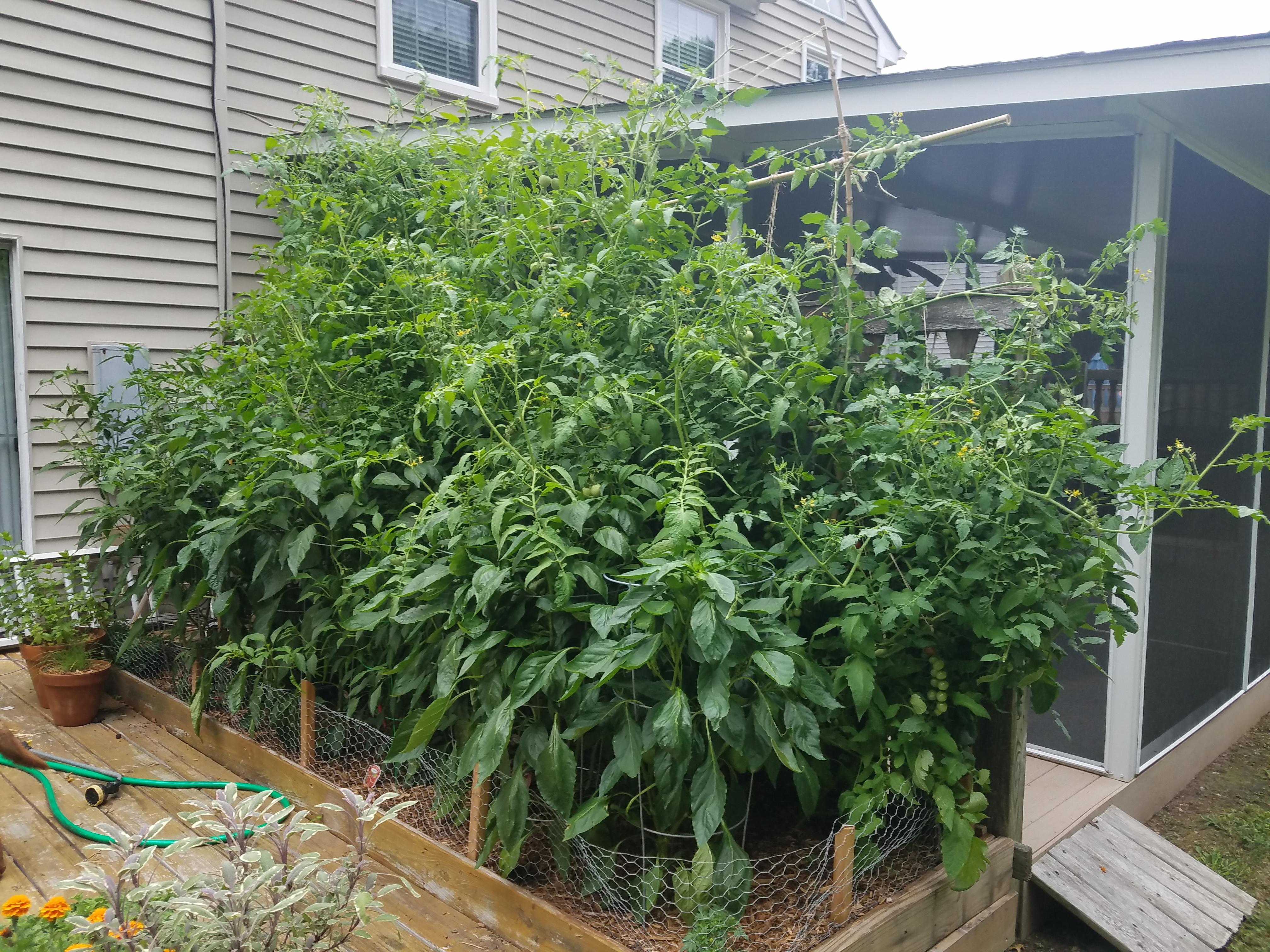 Tomatoes growing too tall and heavy. How can I support them without