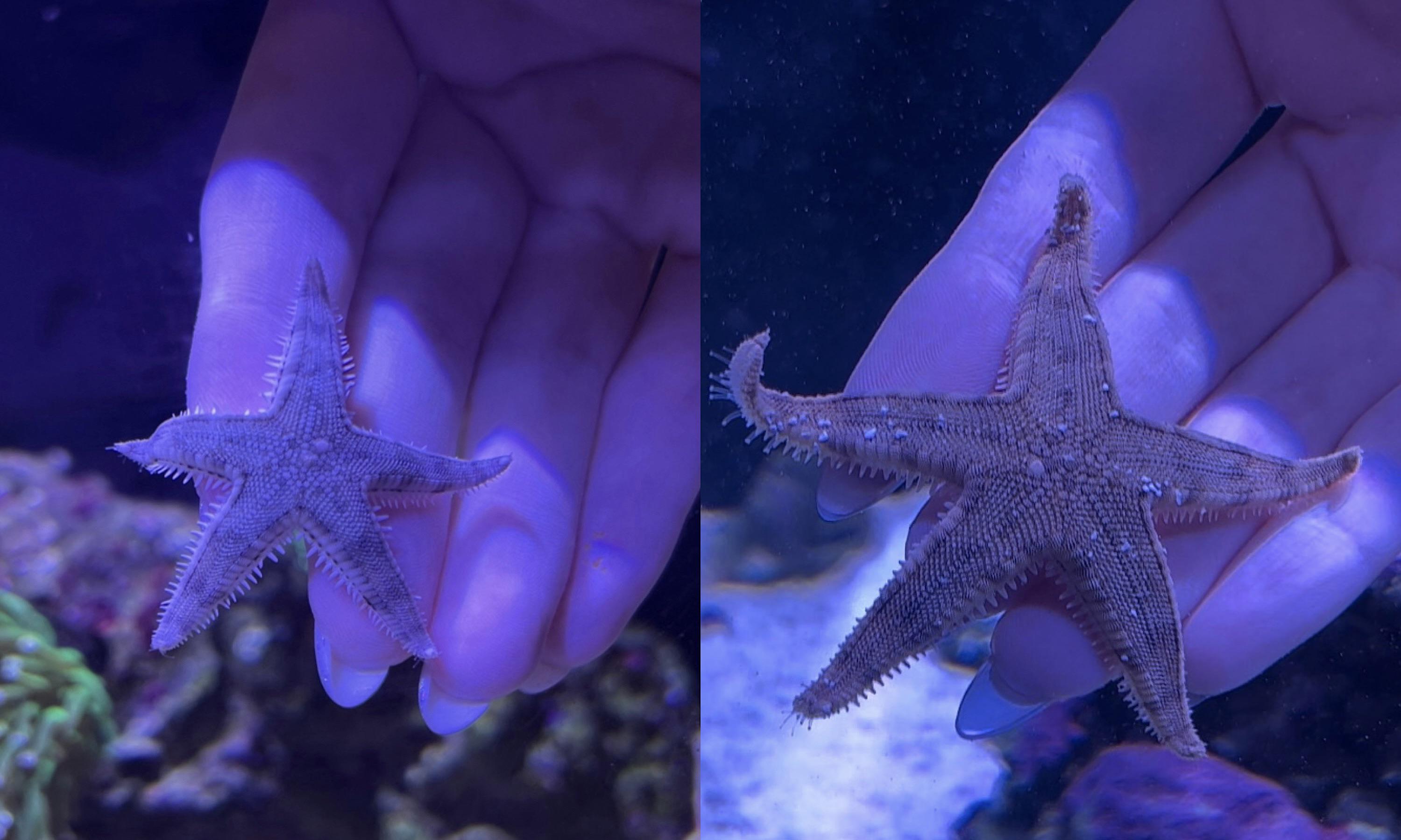 6 months growth on my sand sifting starfish 😲 r/ReefTank