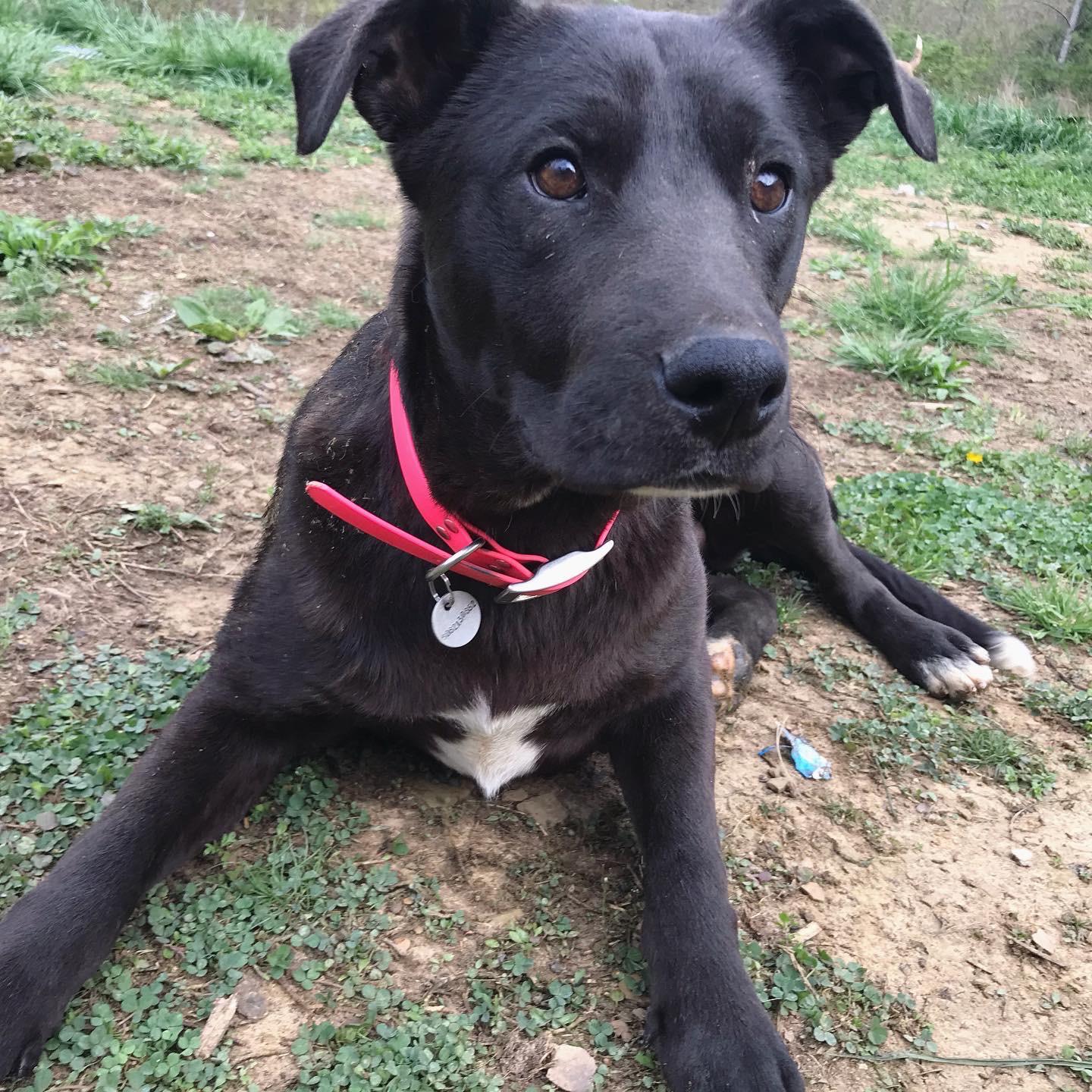 Young neutered male seeks home from eastern Kentucky. Please support