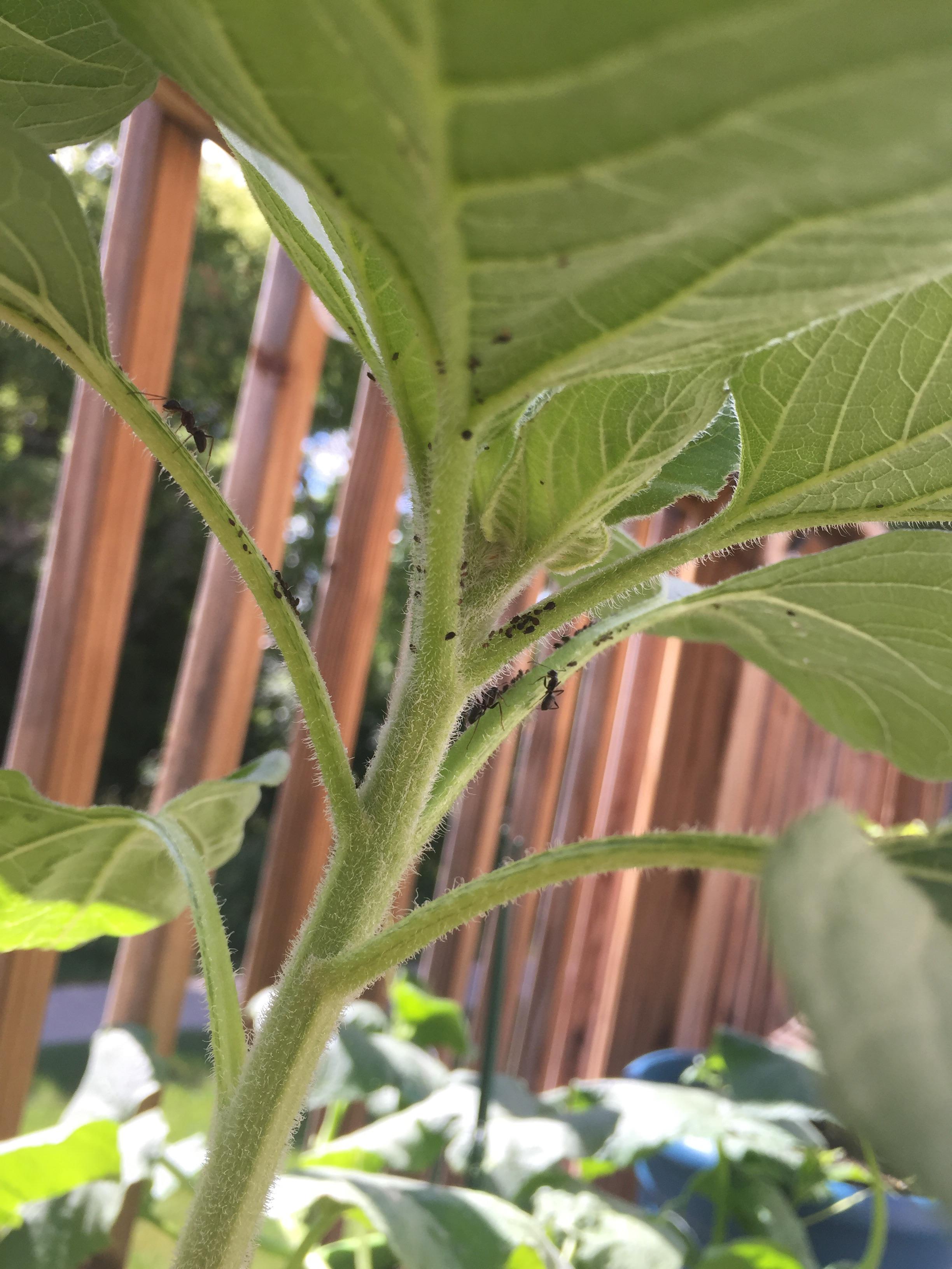 What are these black things on my sunflowers? I live in Michigan. Ants