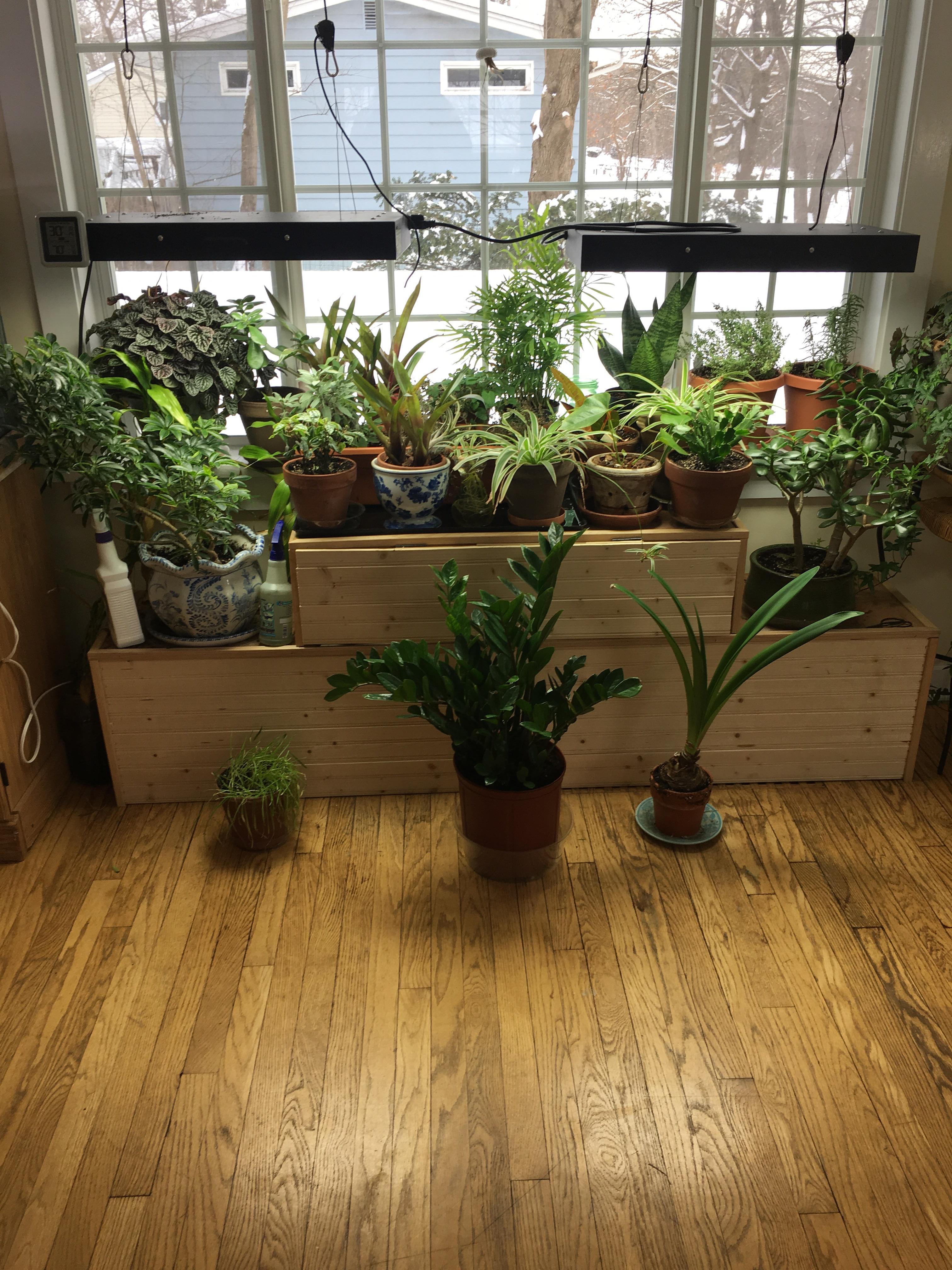 Our inside garden this winter gardening