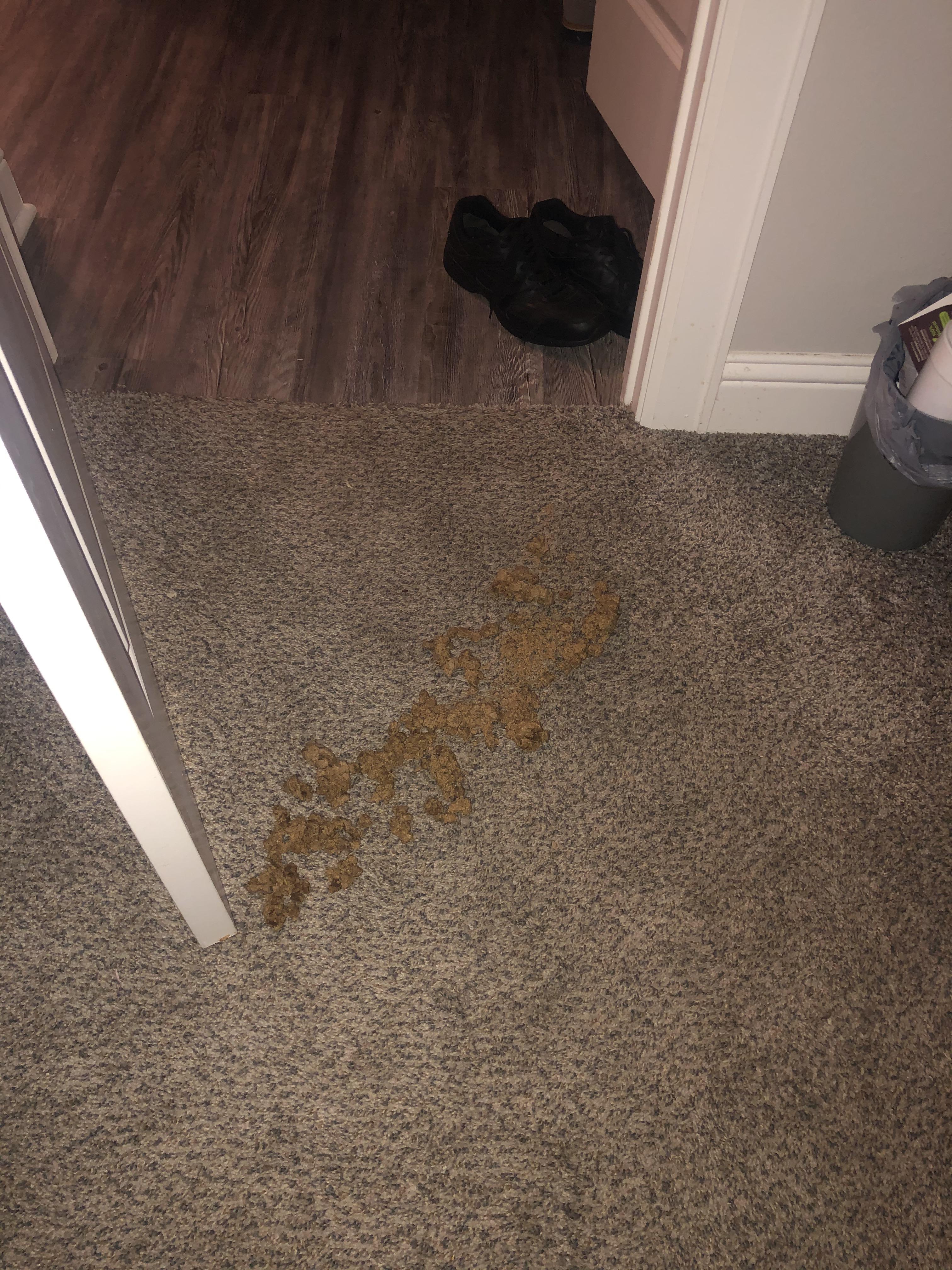 Tired to open the door so the dog wouldn’t vomit on the carpet and