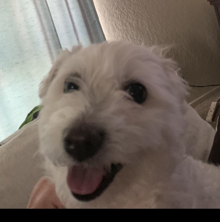 Just my puppy to make your day better, widepeepoHappy r/xqcow