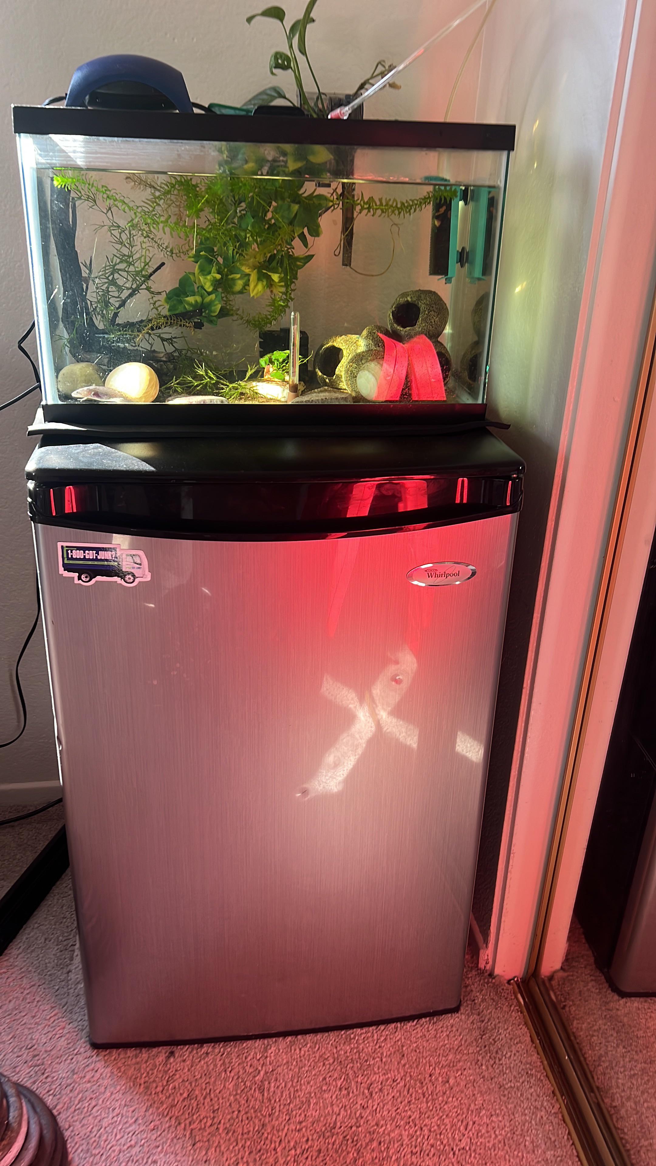 I Keep my axo tank on top of the mini fridge to help with temps(stays