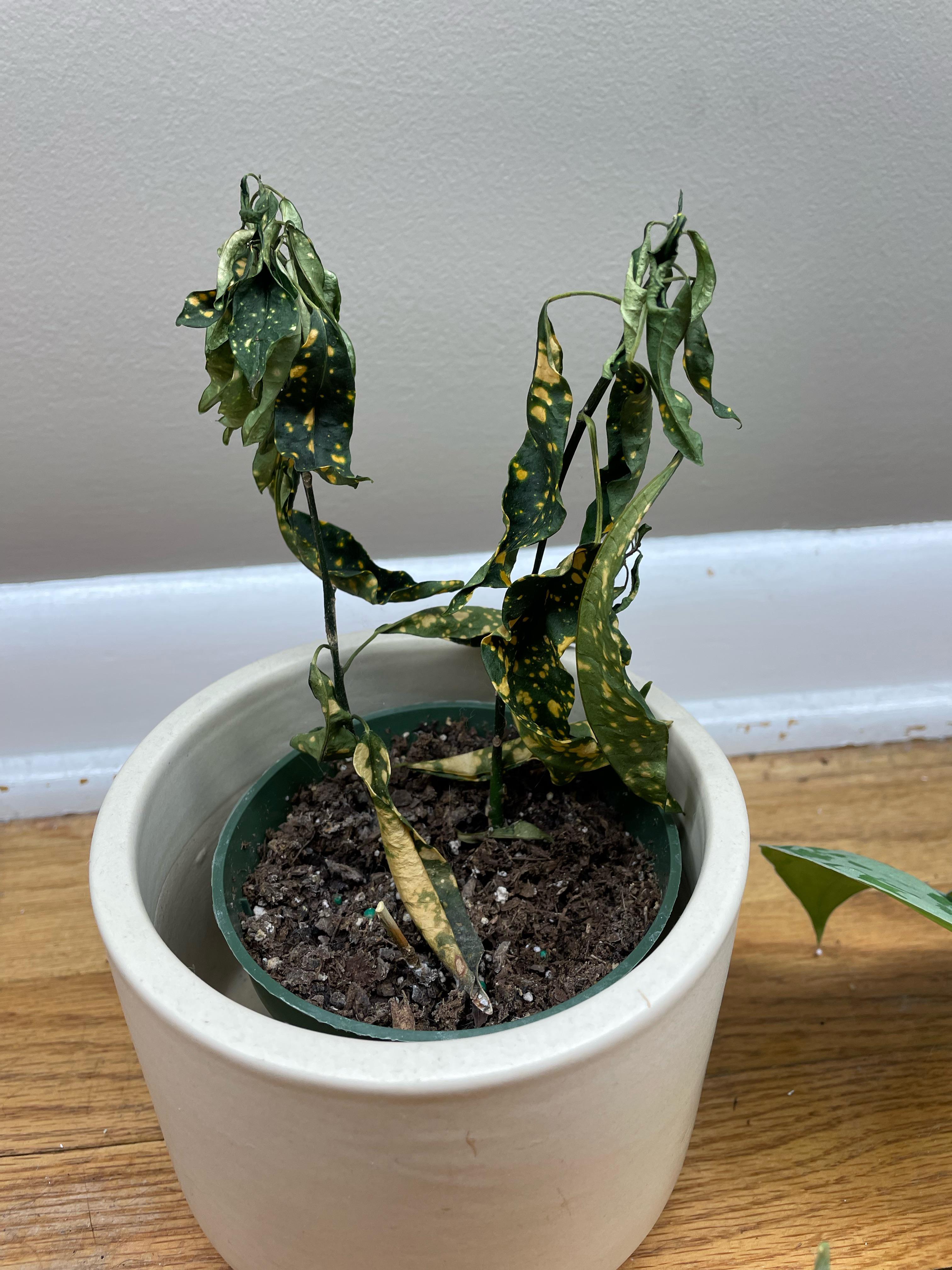 Help! My Croton is dying and I don’t know why. It was fine for months