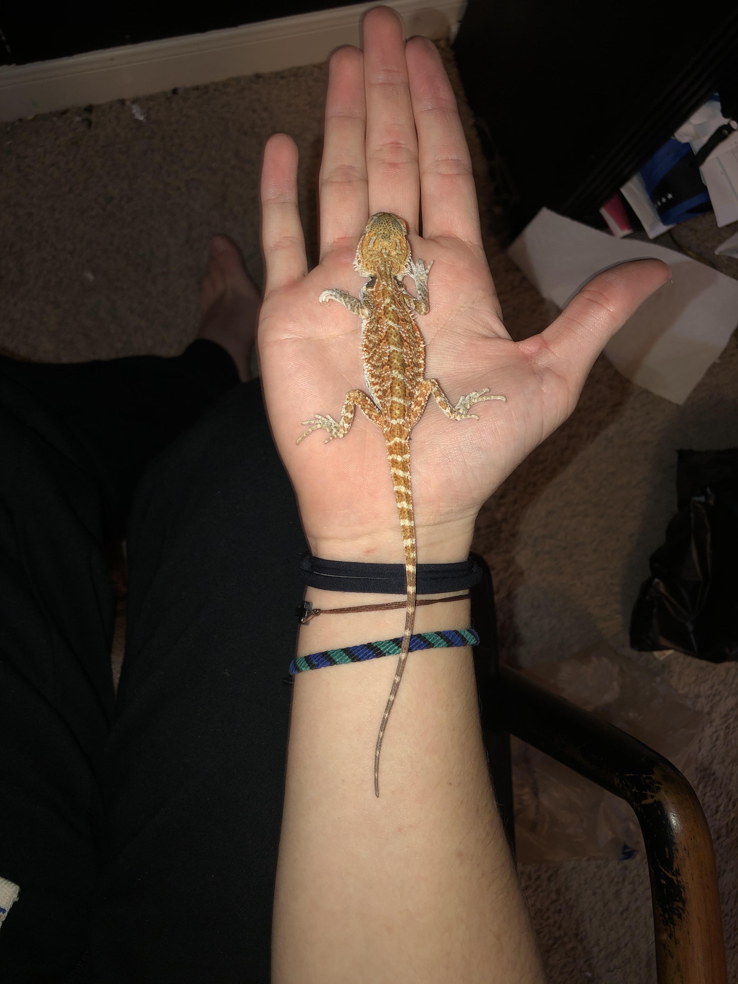 2 Month Old Bearded Dragon