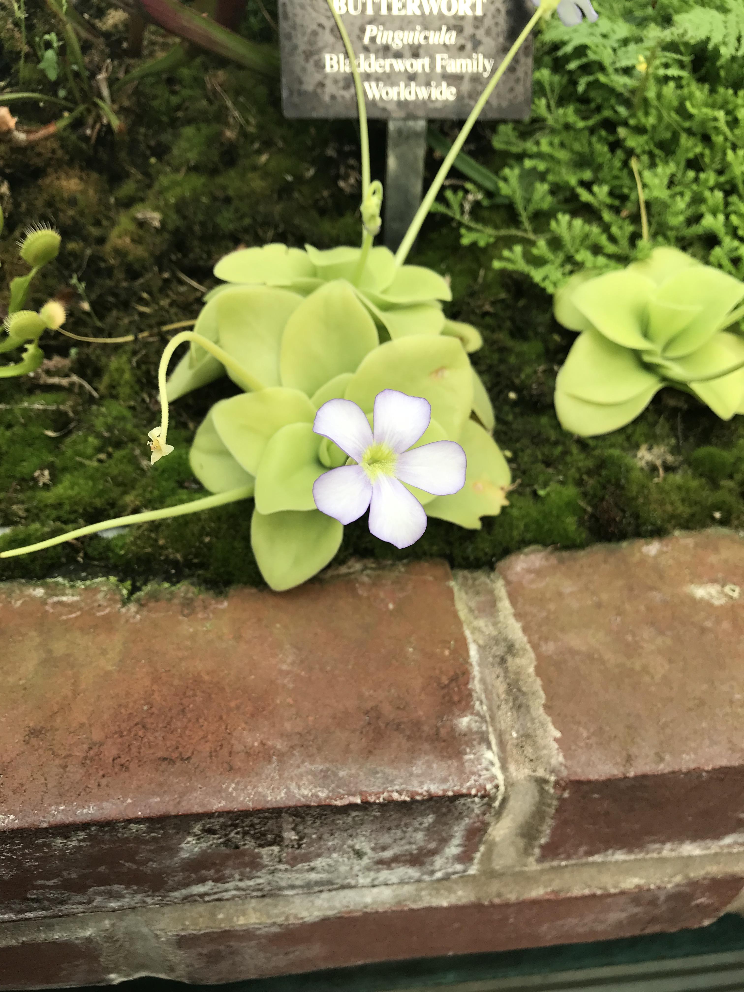 This flower looks like it was in. r/mildlyinteresting