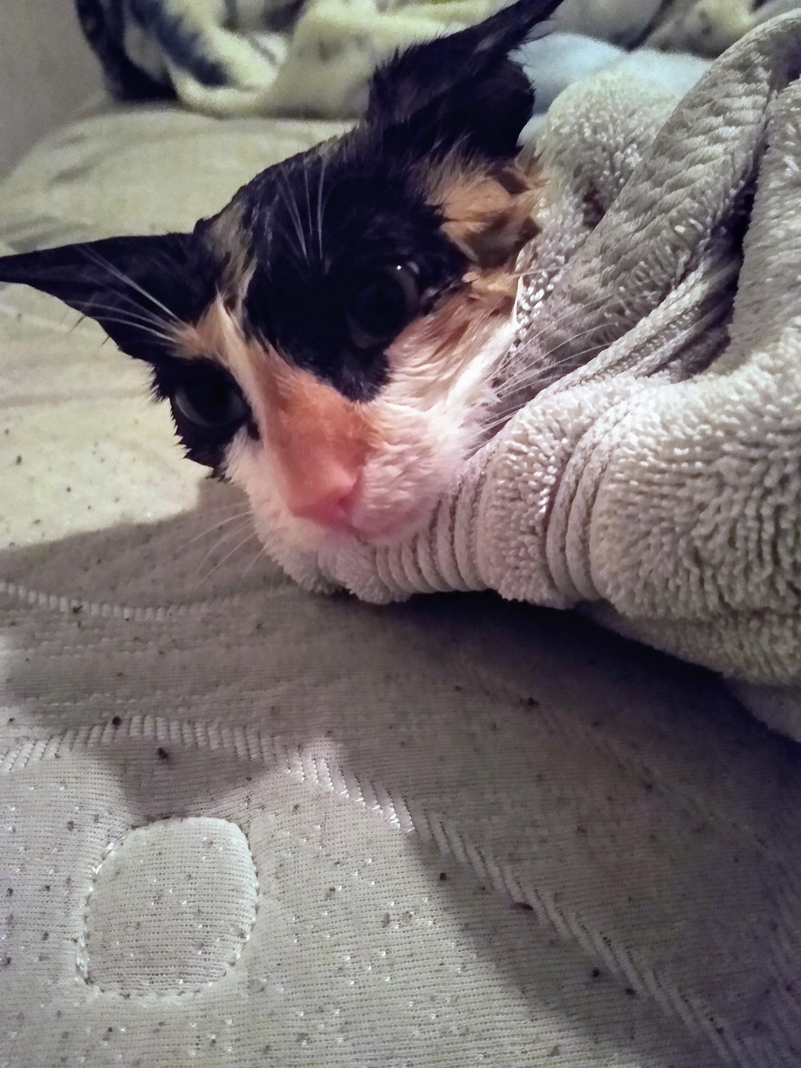 She hates taking baths, but loves going outside where the cats with