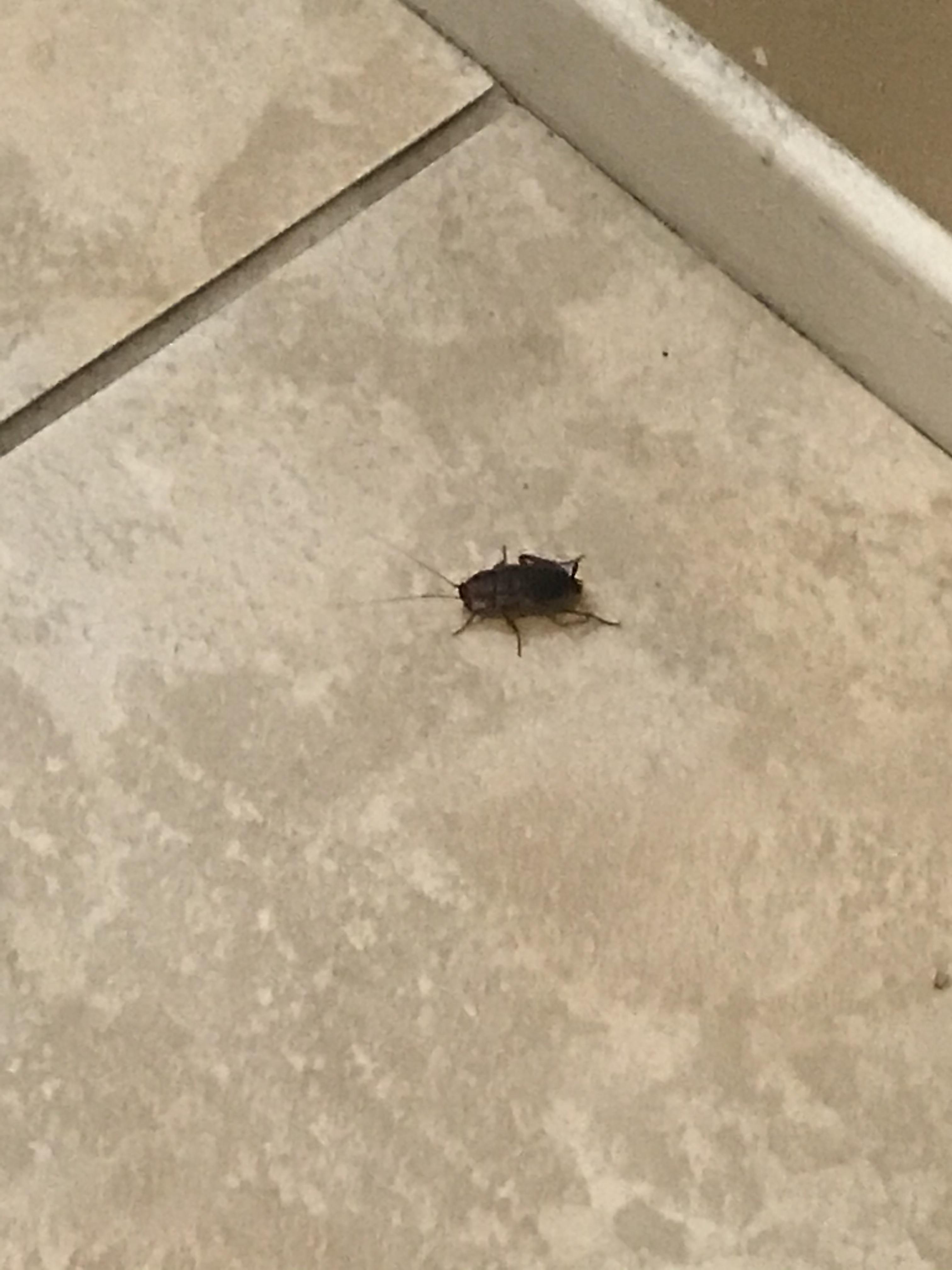 Found in California. : r/whatsthisbug